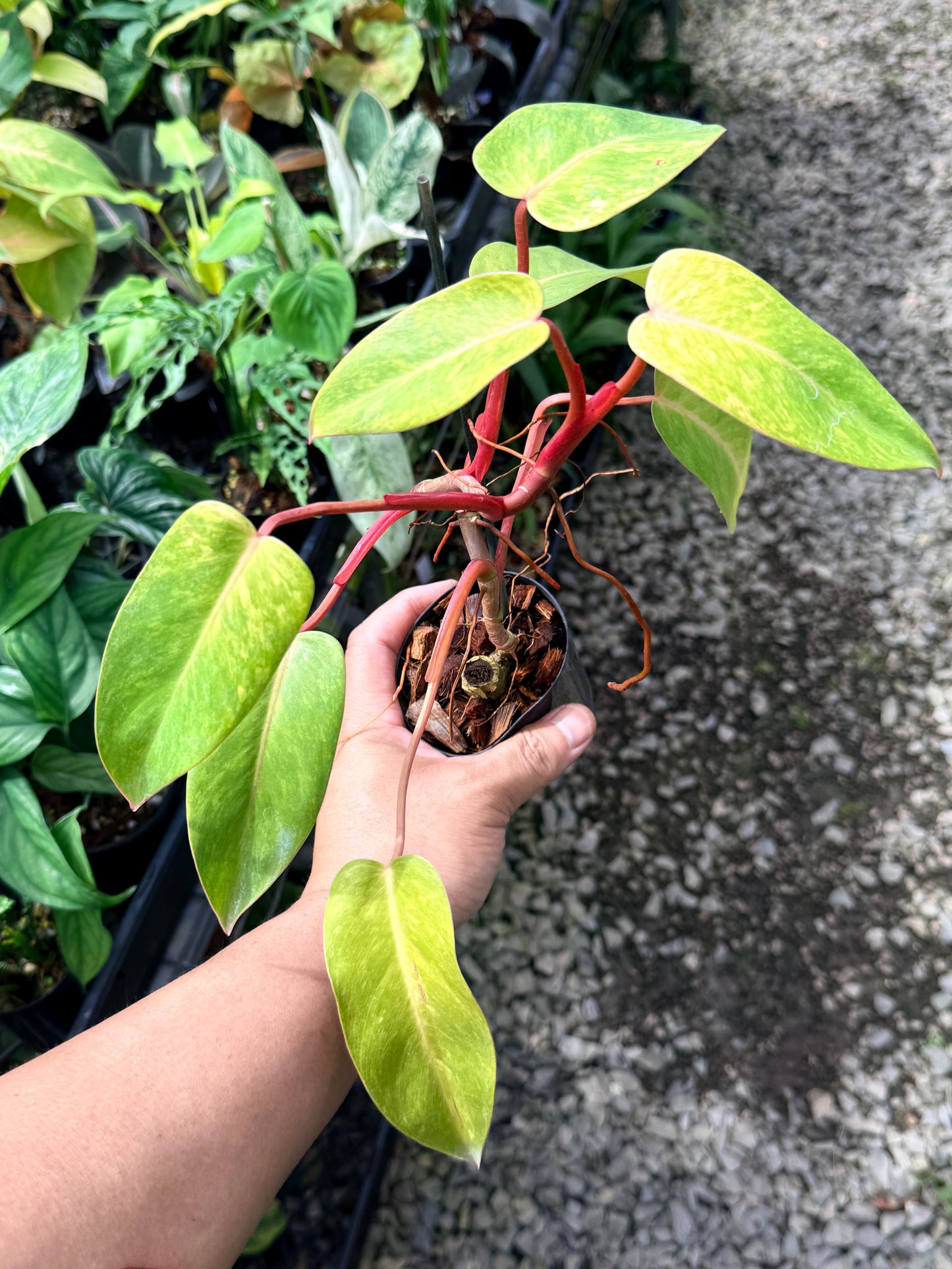 Philodendron 'Painted Lady' M78