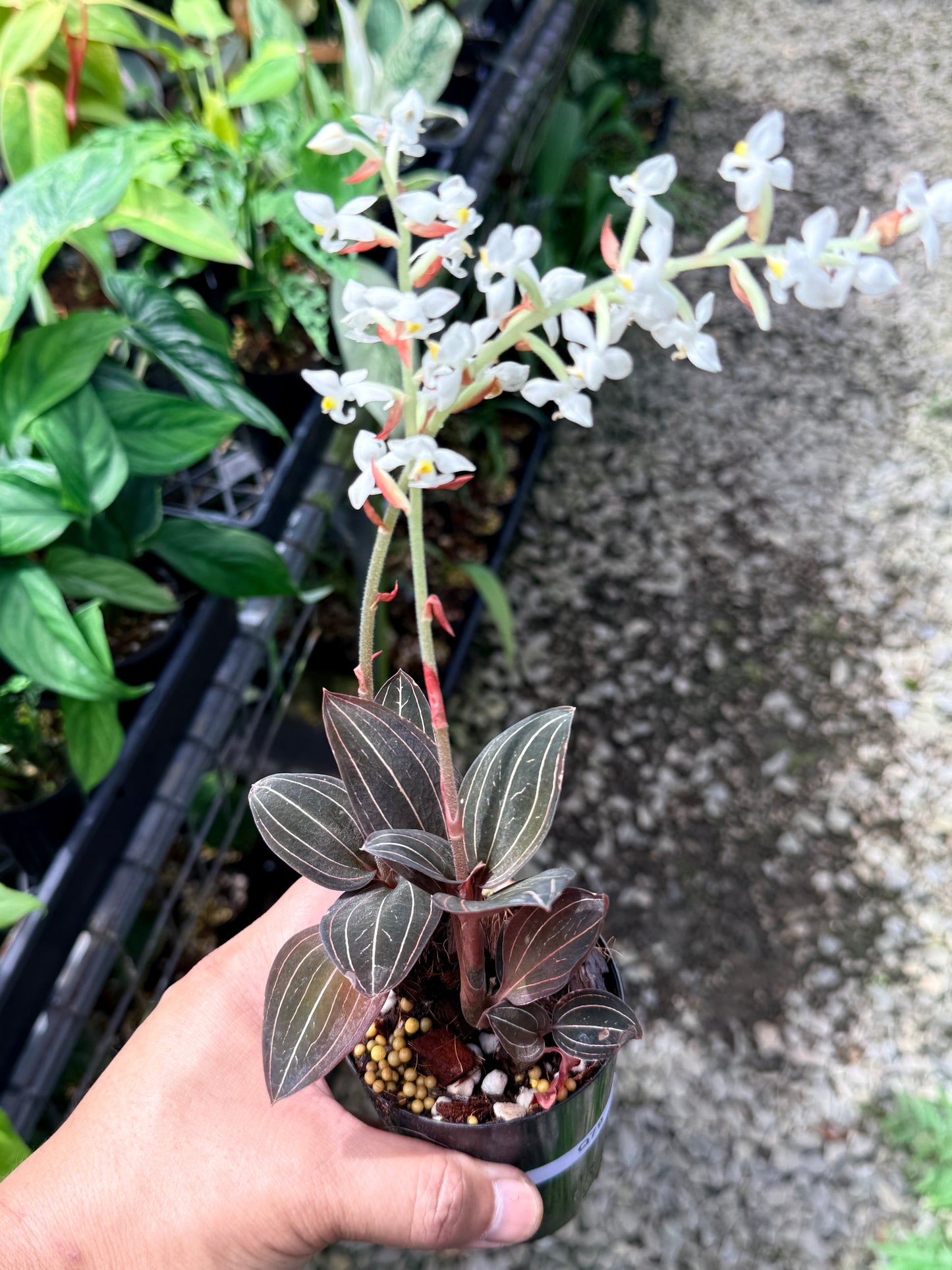 Ludisia discolor 'Black Jewel Orchid' Q79