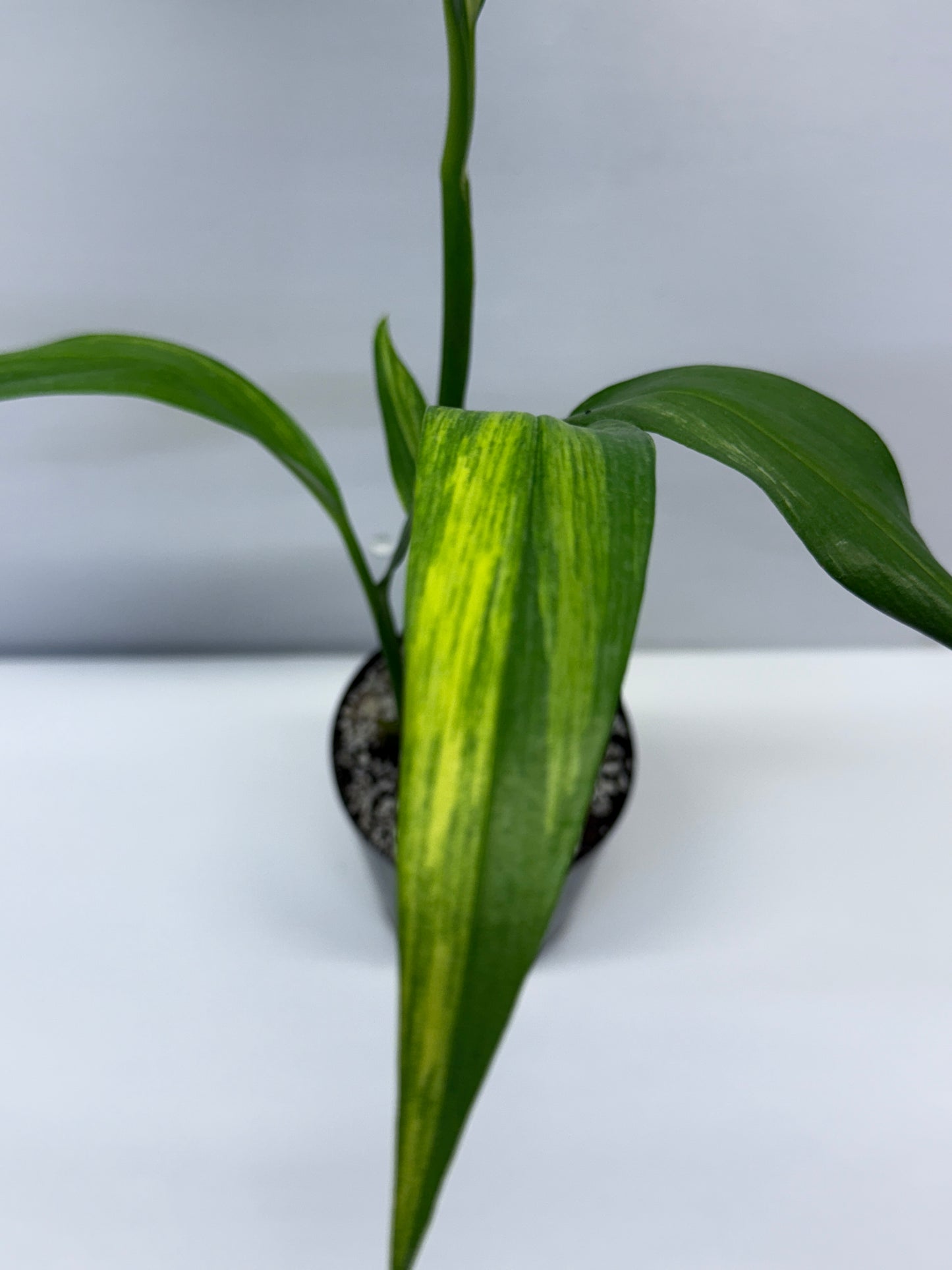 Epipremnum Amplissimum Variegated J1