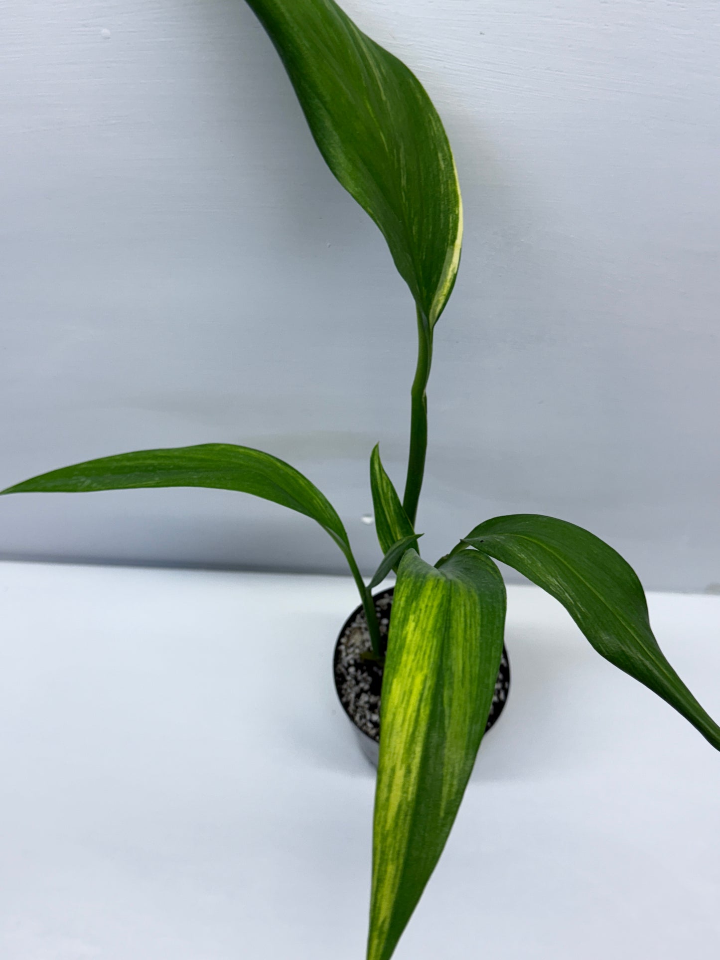 Epipremnum Amplissimum Variegated J1