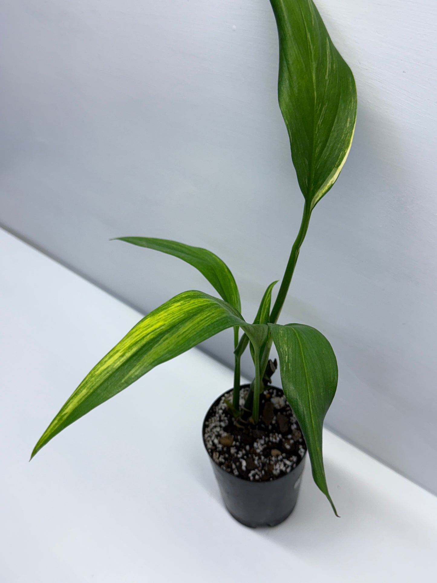 Epipremnum Amplissimum Variegated J1