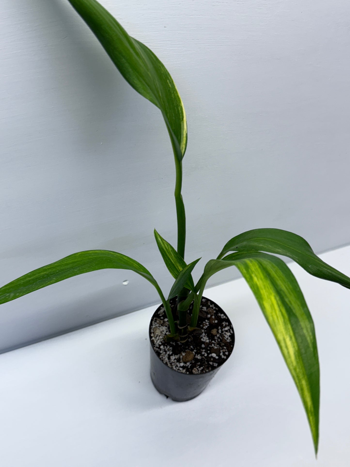 Epipremnum Amplissimum Variegated J1