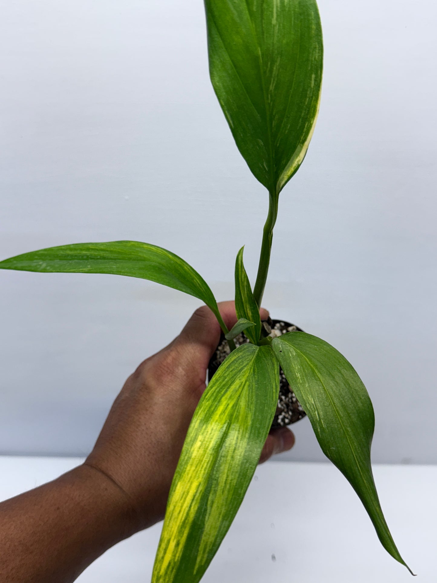 Epipremnum Amplissimum Variegated J1