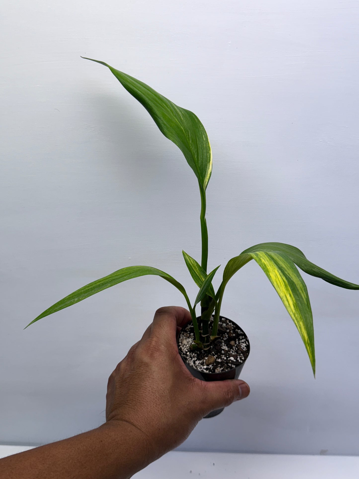 Epipremnum Amplissimum Variegated J1