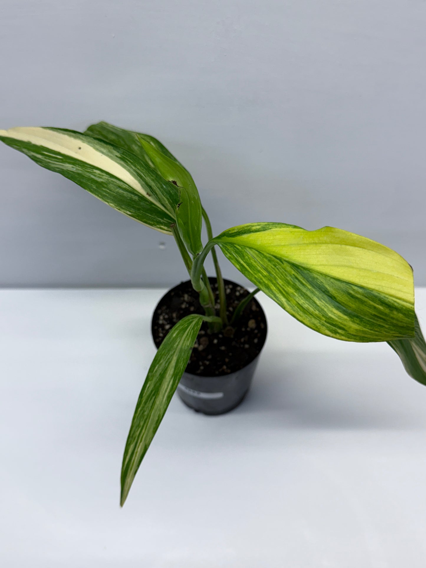 Epipremnum Amplissimum Variegated Q42