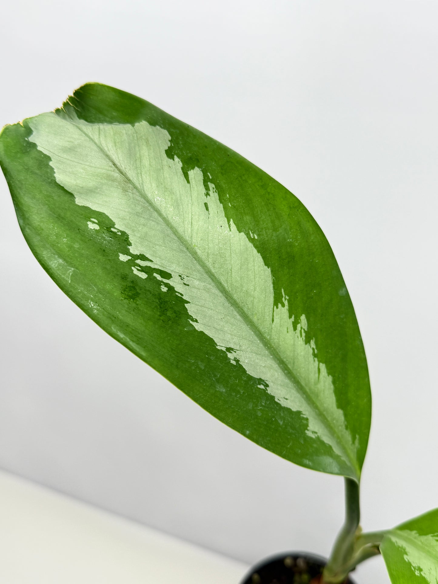 Aglaonema Silver Moon C22