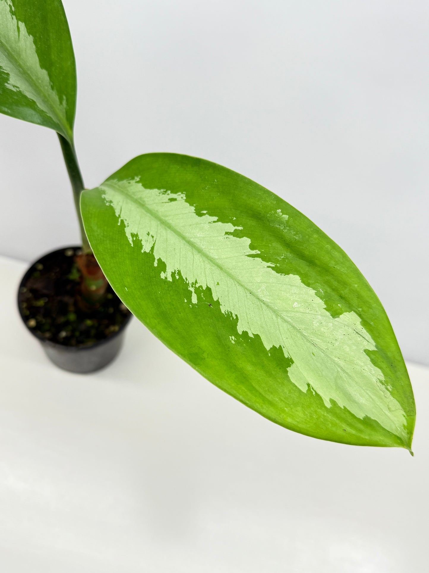 Aglaonema Silver Moon C22