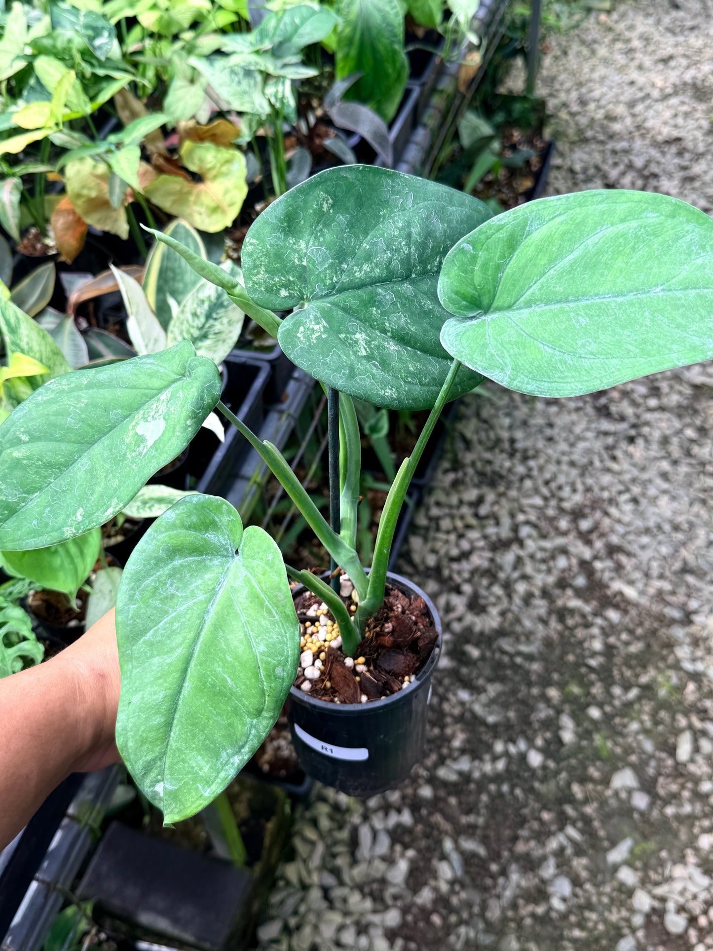 Syngonium 'Chiapense Variegated' R1