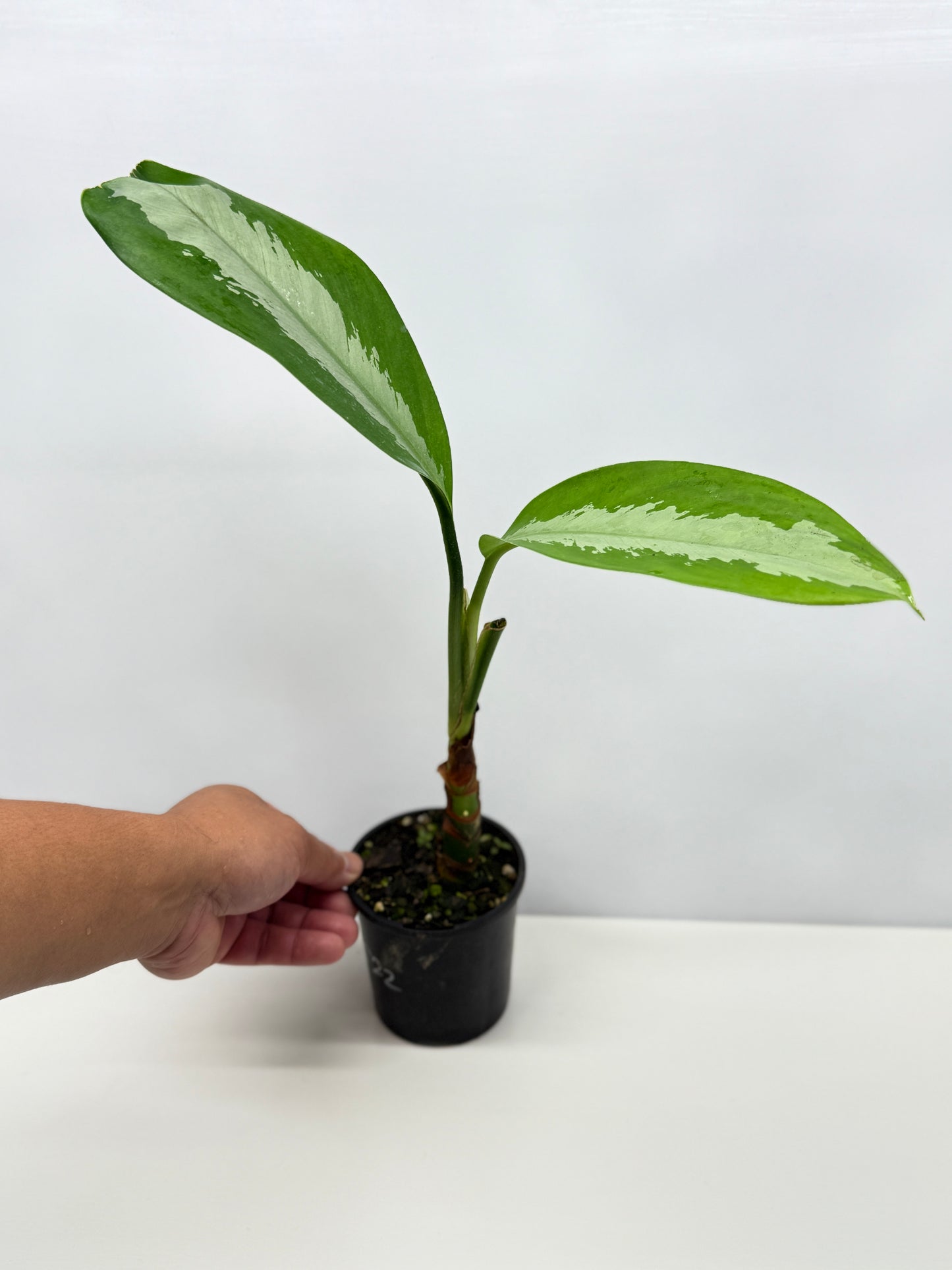 Aglaonema Silver Moon C22