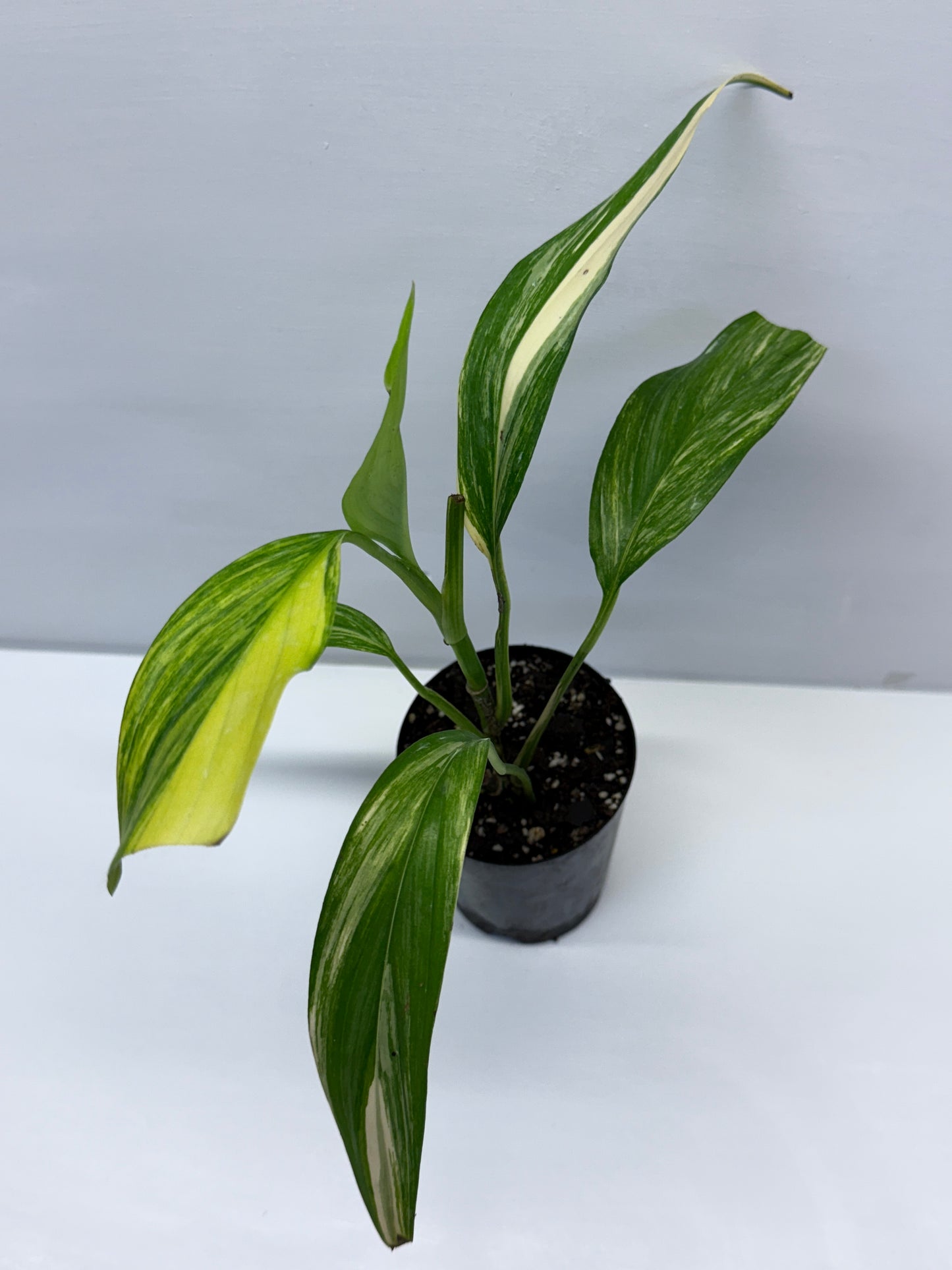 Epipremnum Amplissimum Variegated Q42