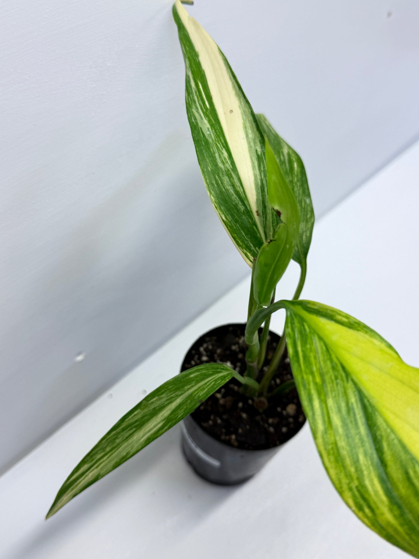 Epipremnum Amplissimum Variegated Q42