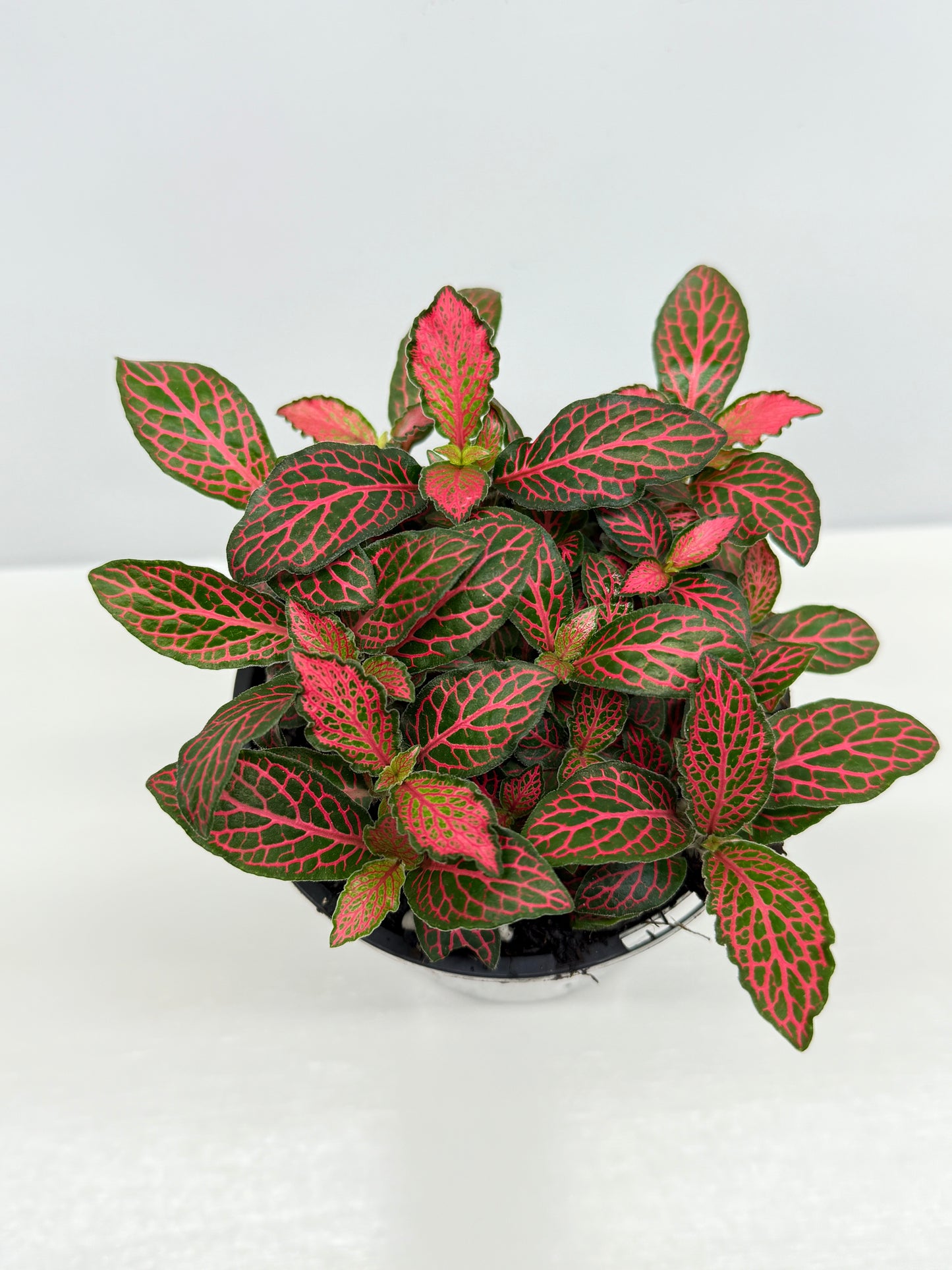 Fittonia albivenis Firetail - Best Pick of the Crop!