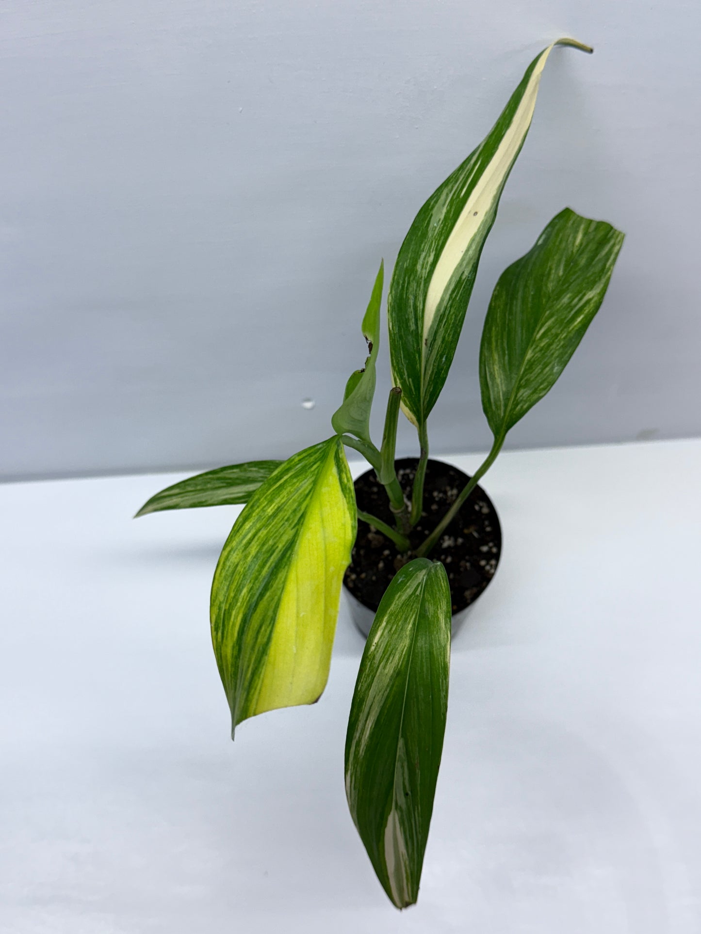 Epipremnum Amplissimum Variegated Q42
