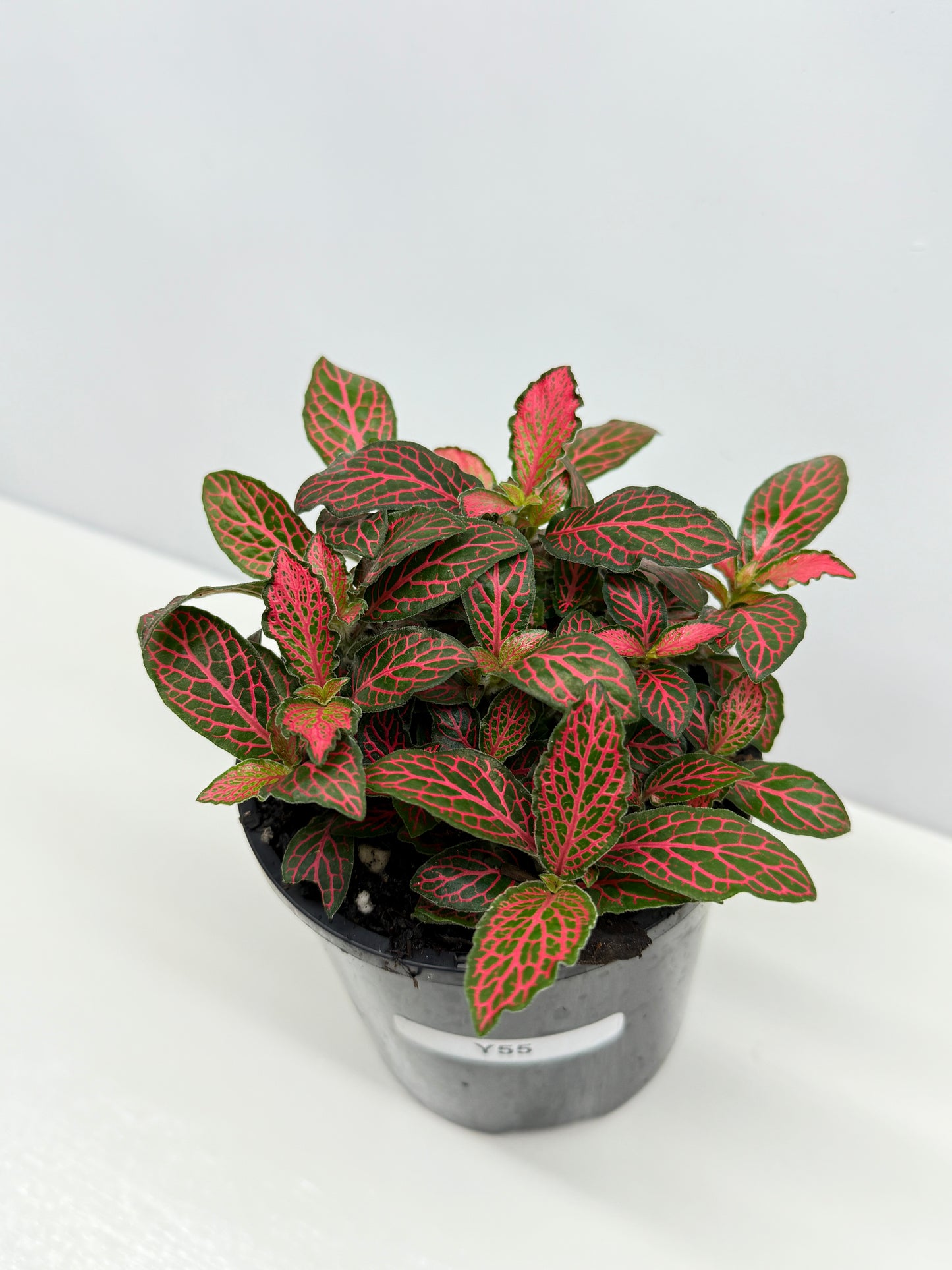 Fittonia albivenis Firetail - Best Pick of the Crop!