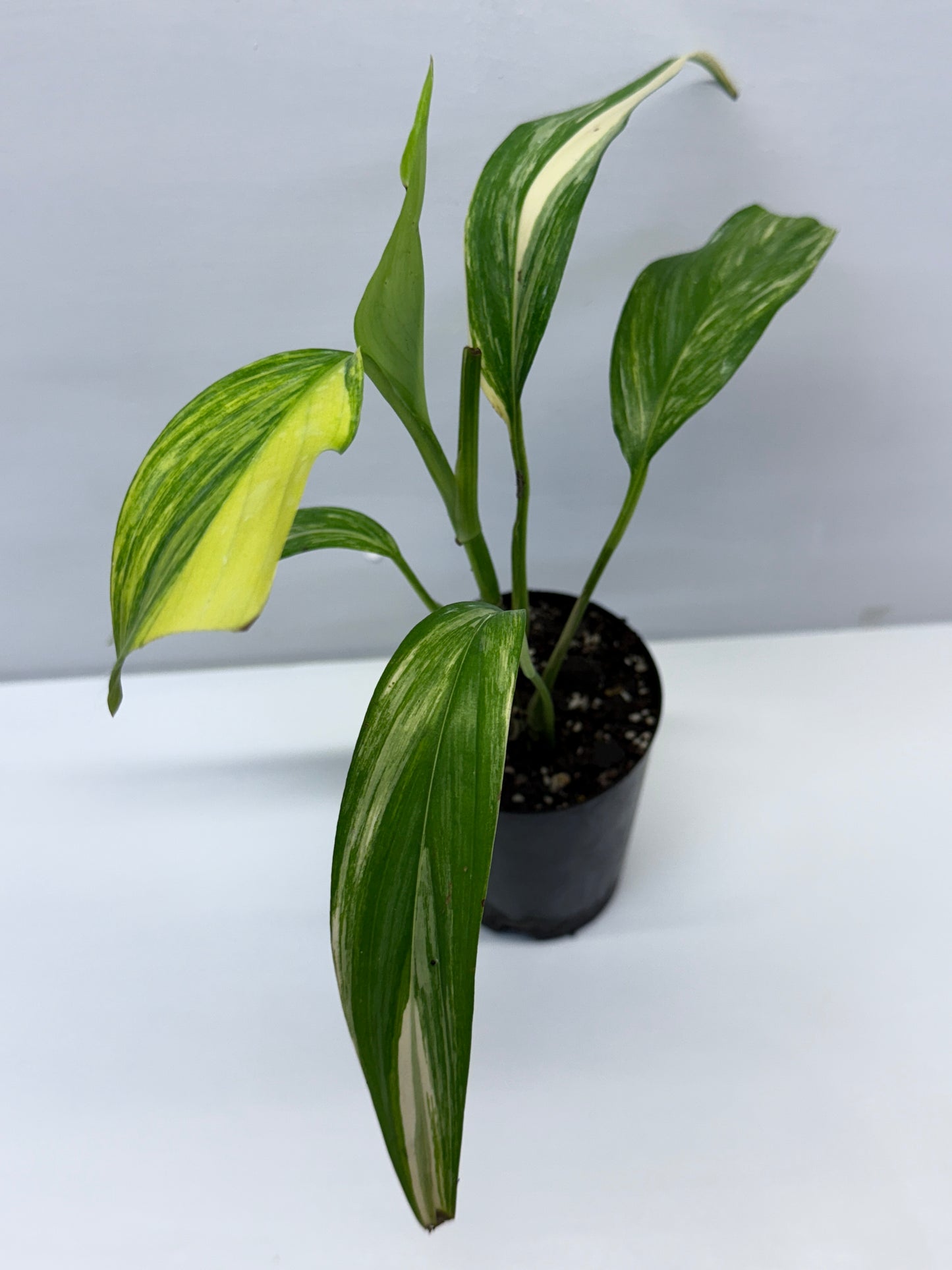 Epipremnum Amplissimum Variegated Q42