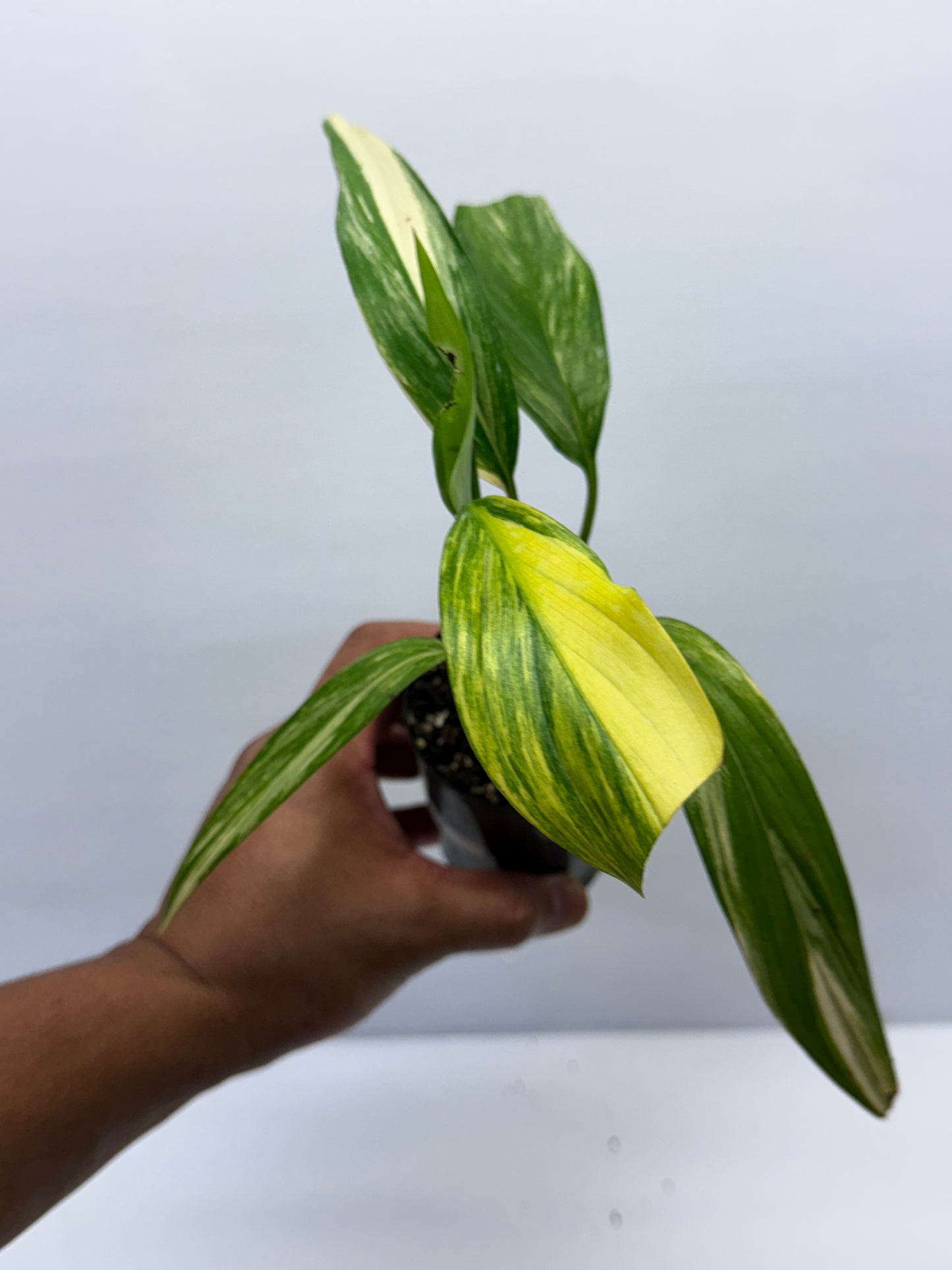 Epipremnum Amplissimum Variegated Q42