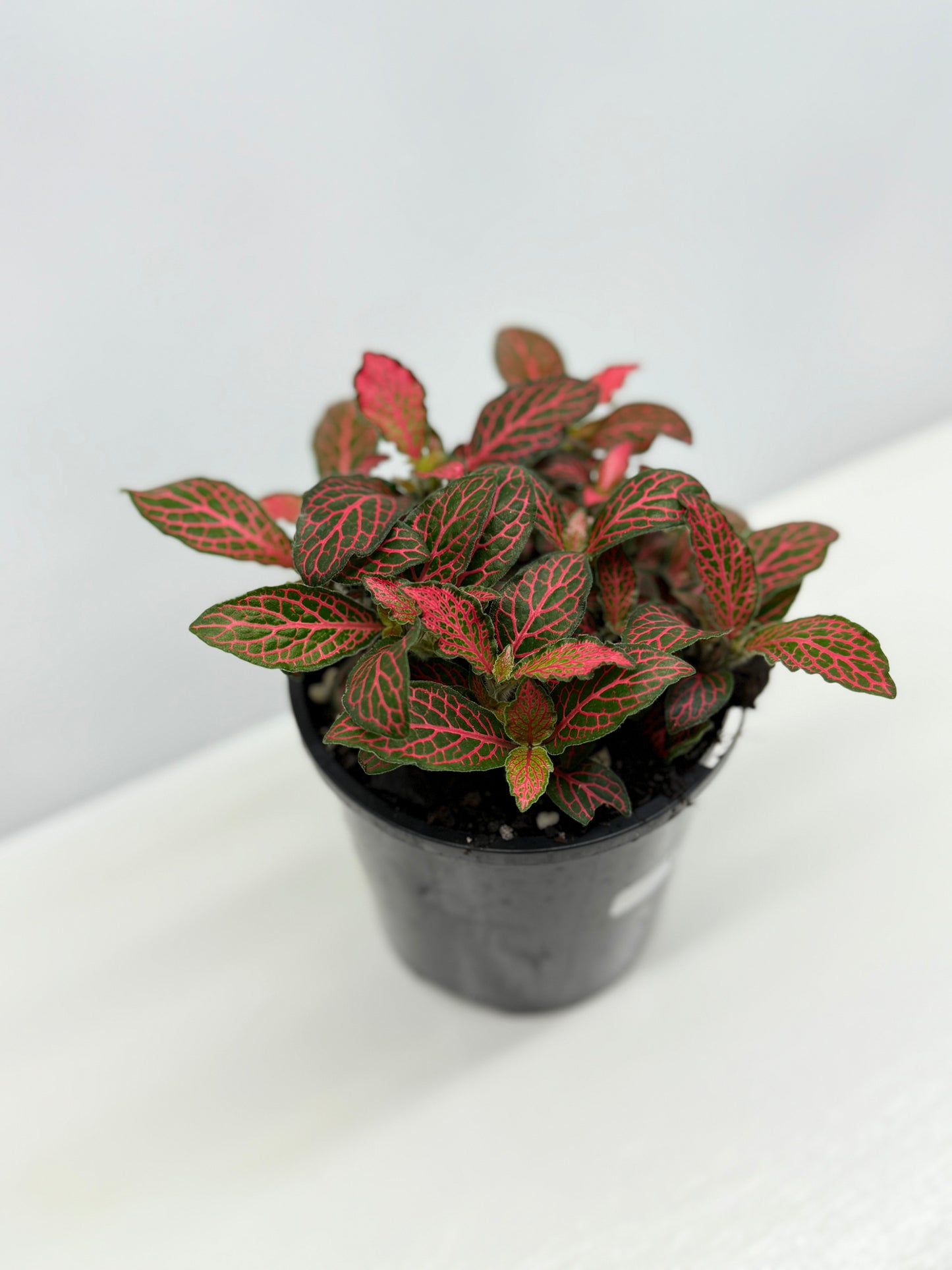 Fittonia albivenis Firetail - Best Pick of the Crop!