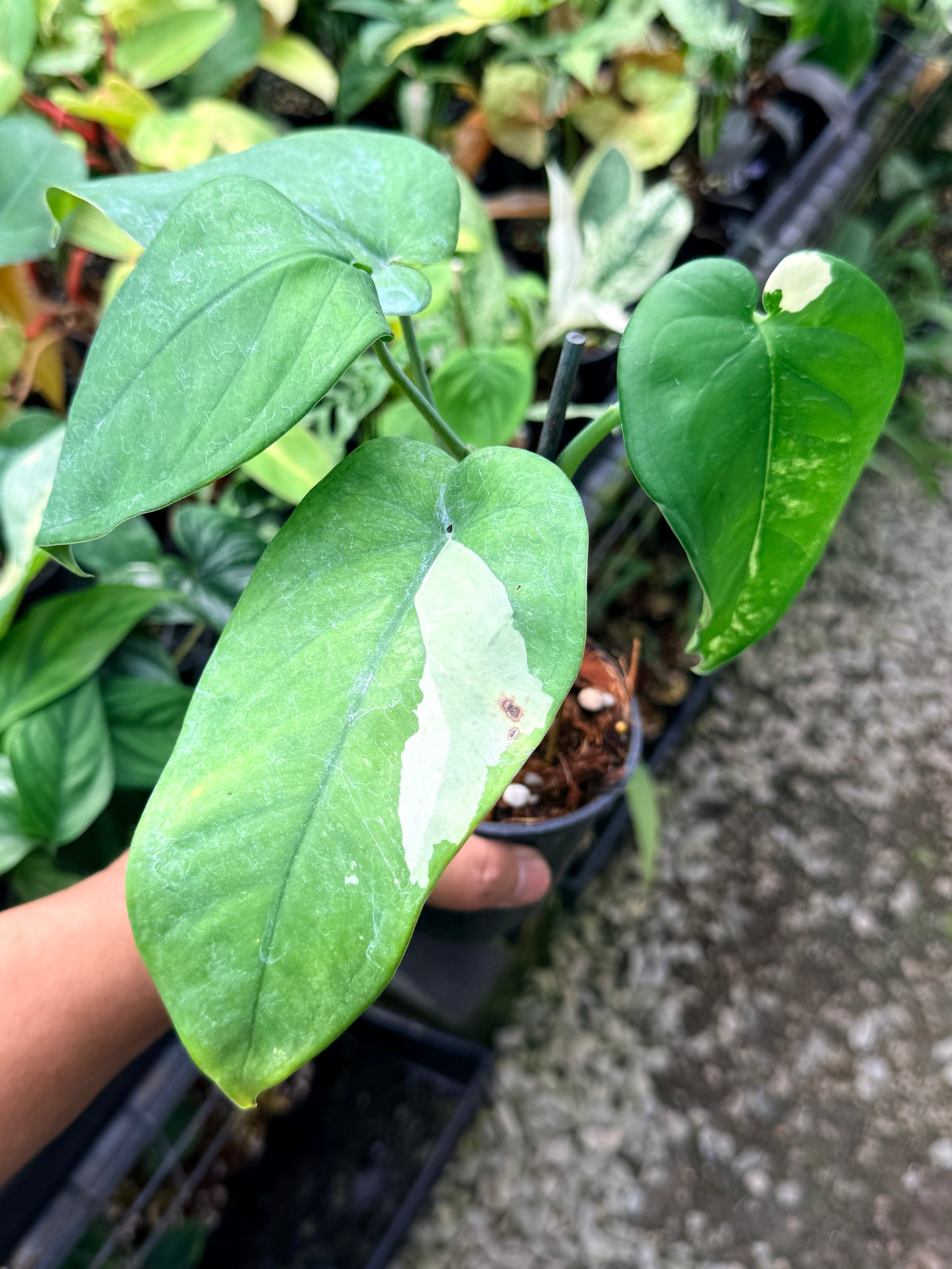 Syngonium 'Chiapense Variegated' R2