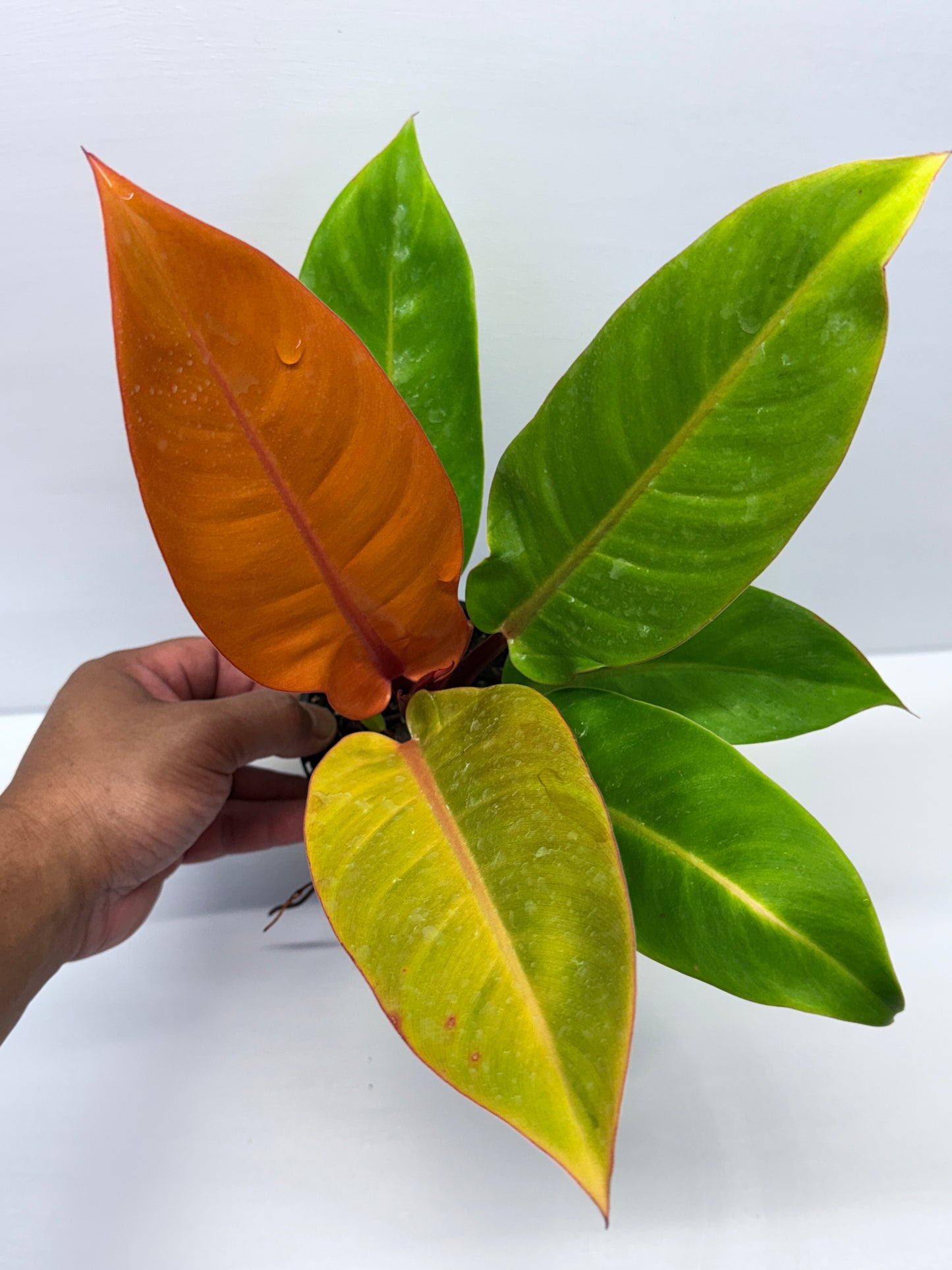 Philodendron Prince of Orange O72