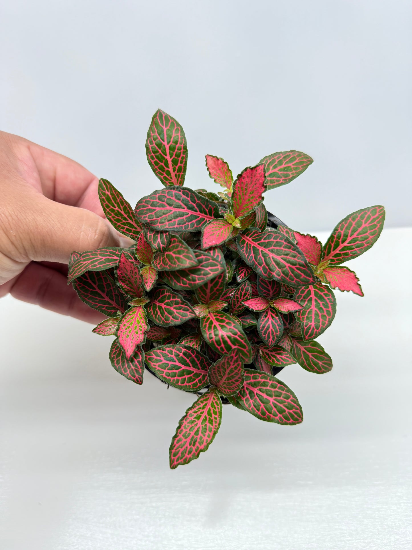 Fittonia albivenis Firetail - Best Pick of the Crop!