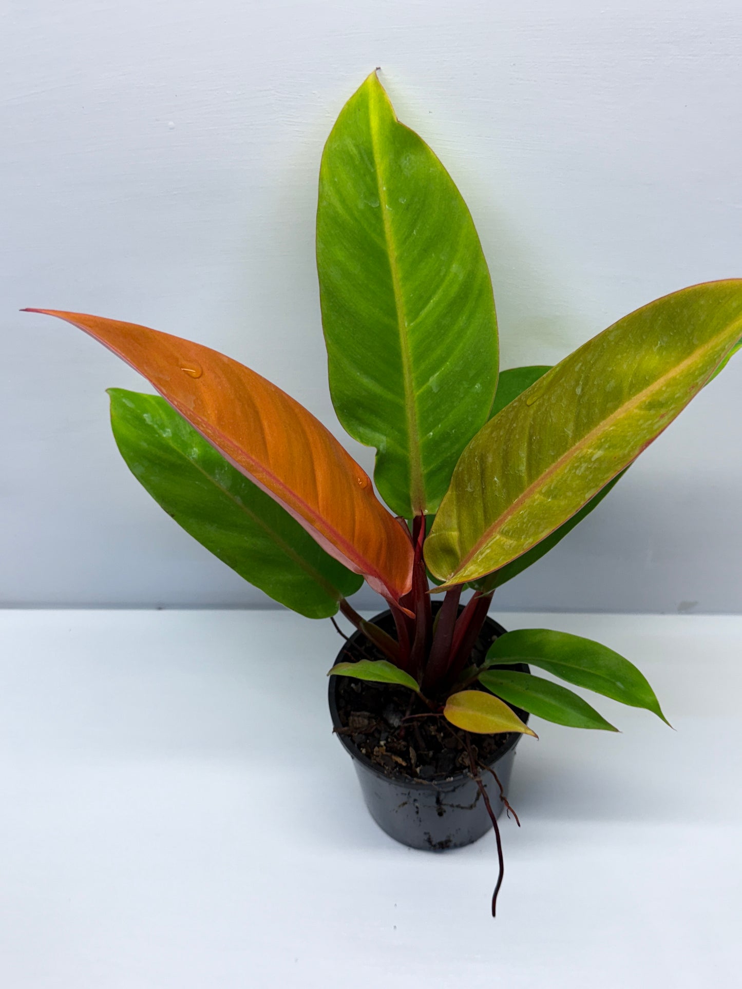 Philodendron Prince of Orange O72