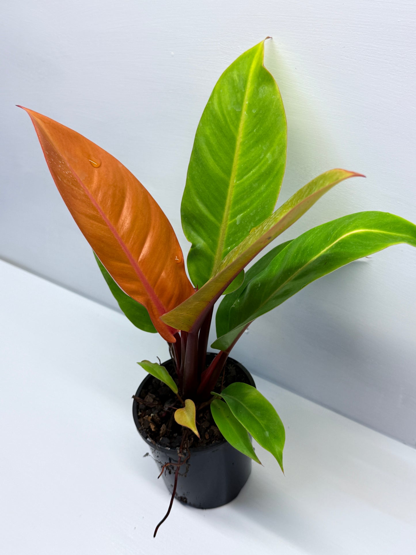 Philodendron Prince of Orange O72