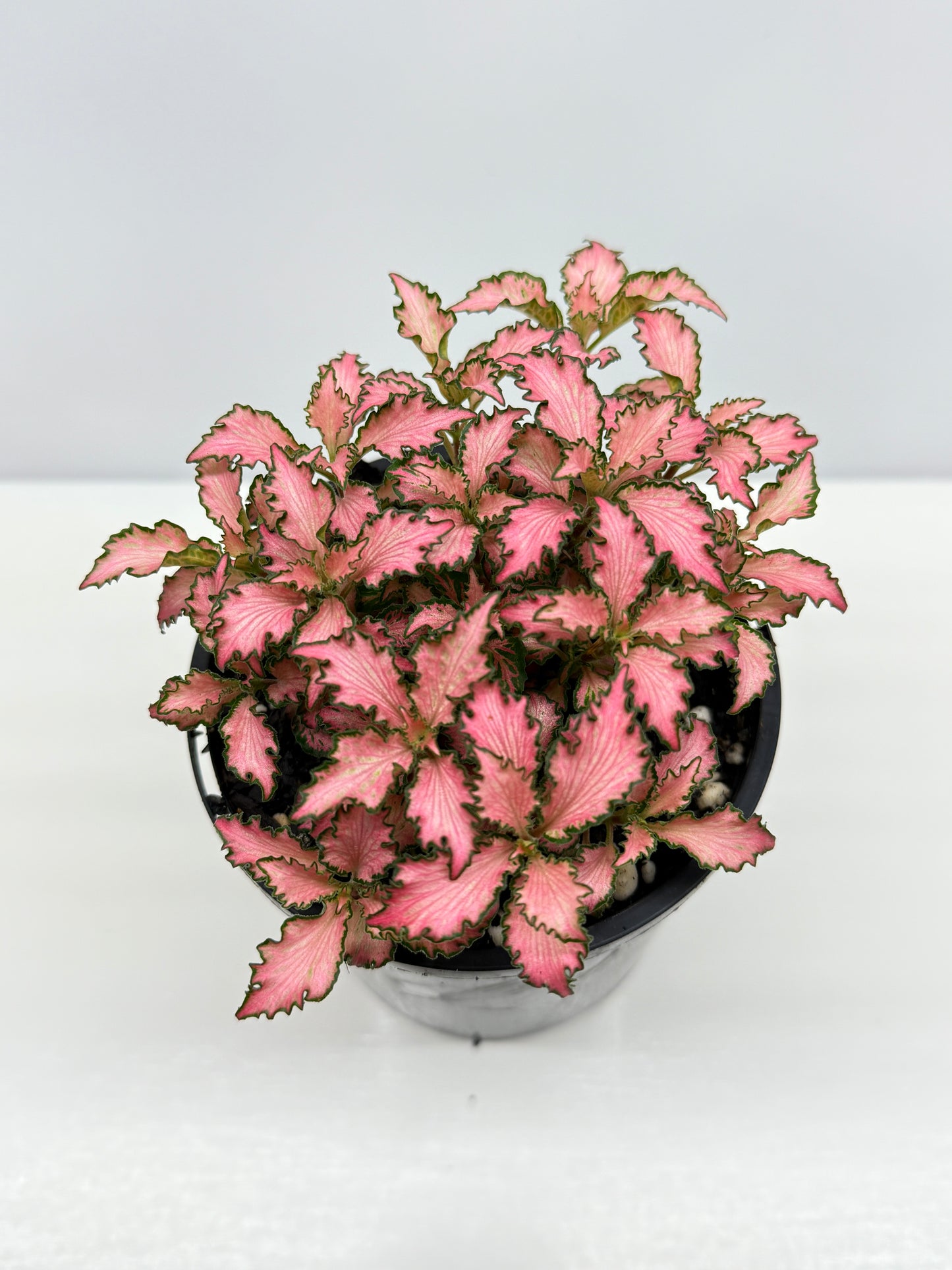 Fittonia albivenis Rosy Cloud - Best Pick of the Crop!