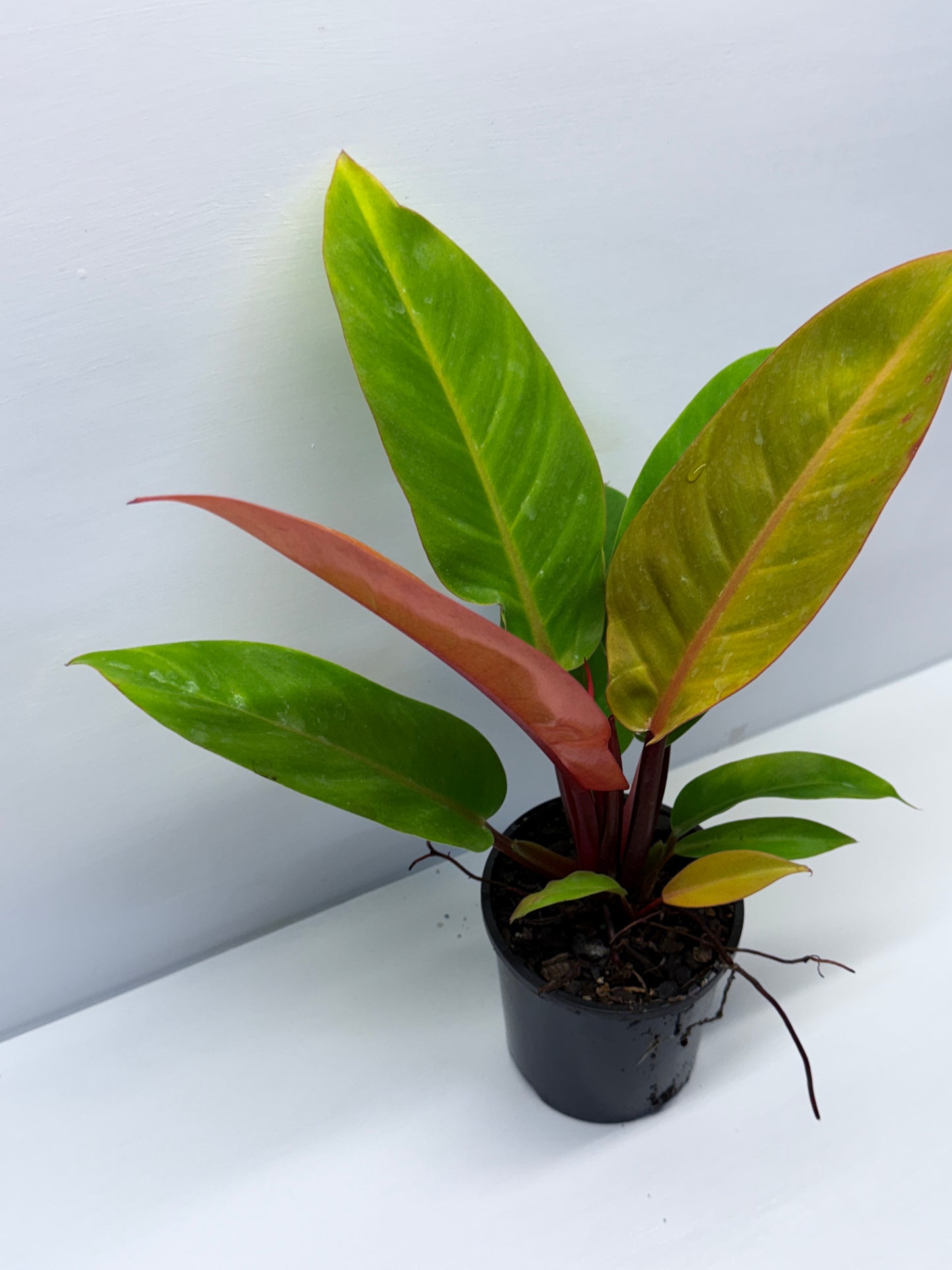 Philodendron Prince of Orange O72