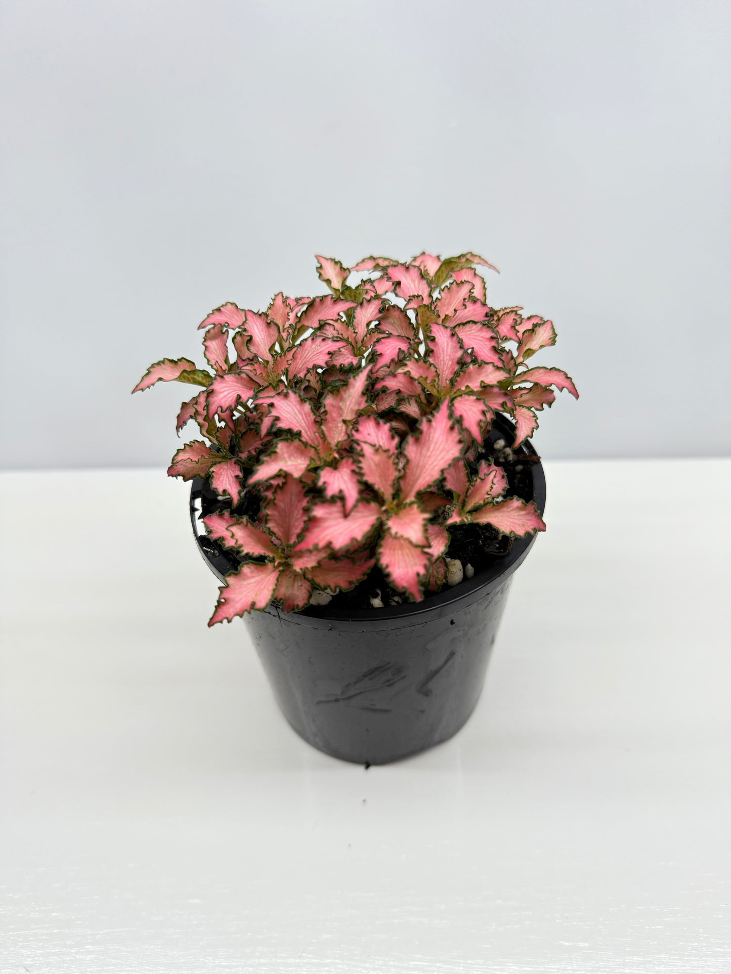 Fittonia albivenis Rosy Cloud - Best Pick of the Crop!