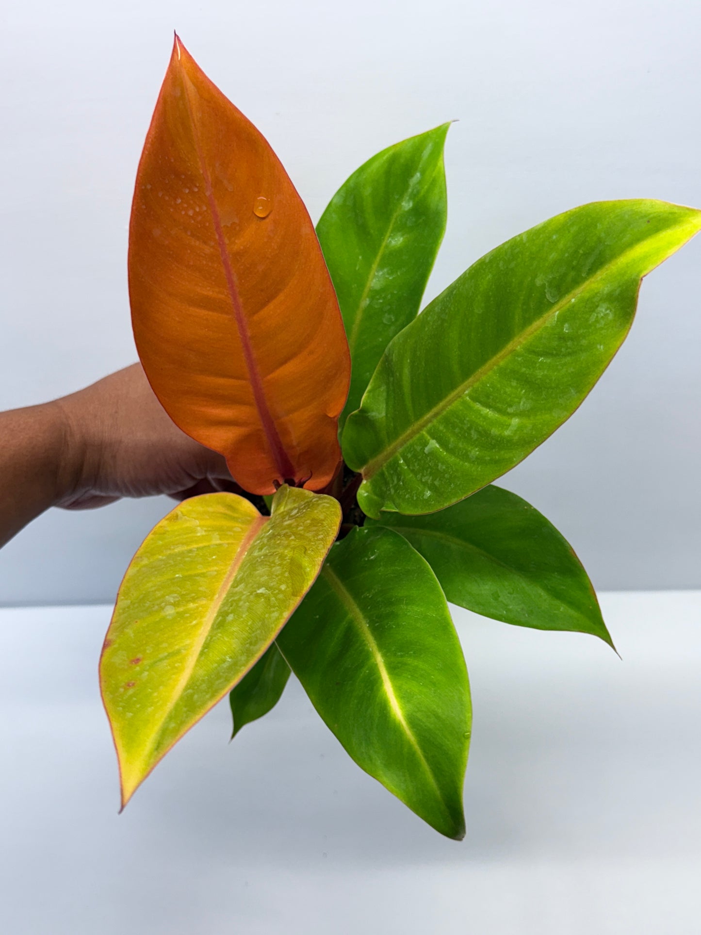 Philodendron Prince of Orange O72