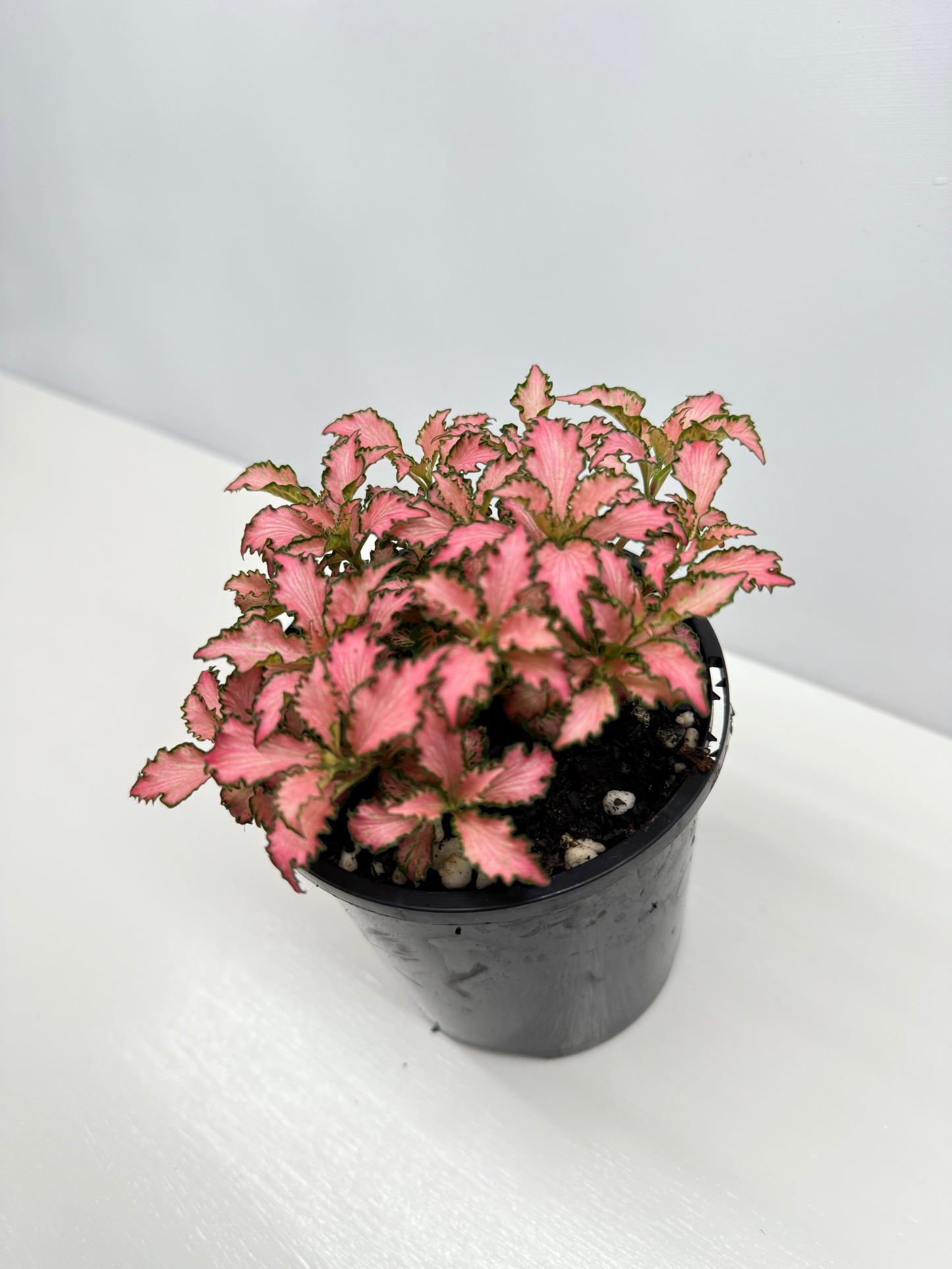 Fittonia albivenis Rosy Cloud - Best Pick of the Crop!
