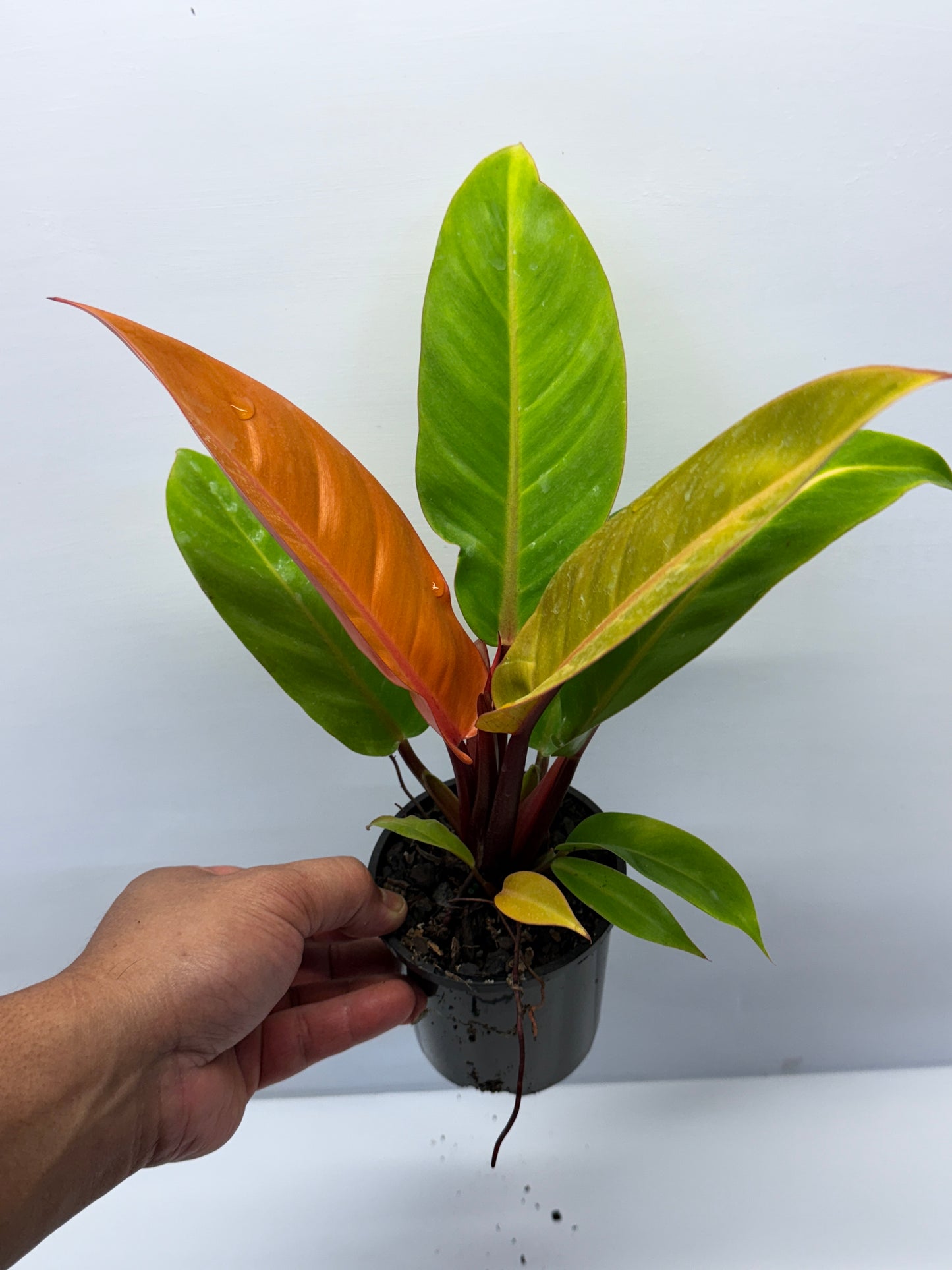 Philodendron Prince of Orange O72