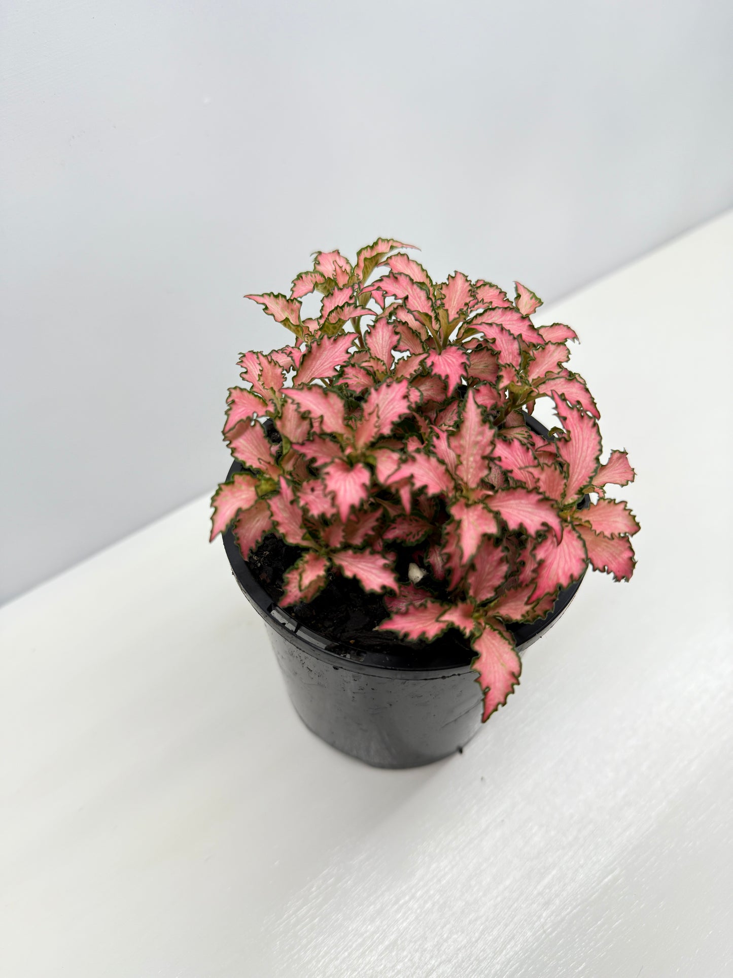 Fittonia albivenis Rosy Cloud - Best Pick of the Crop!