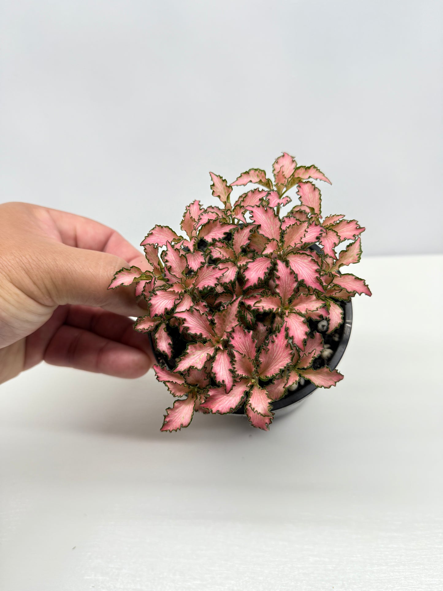 Fittonia albivenis Rosy Cloud - Best Pick of the Crop!