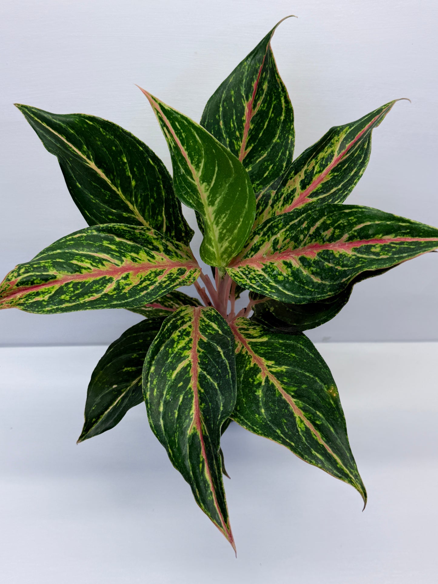Aglaonema Pink Butterfly Q44