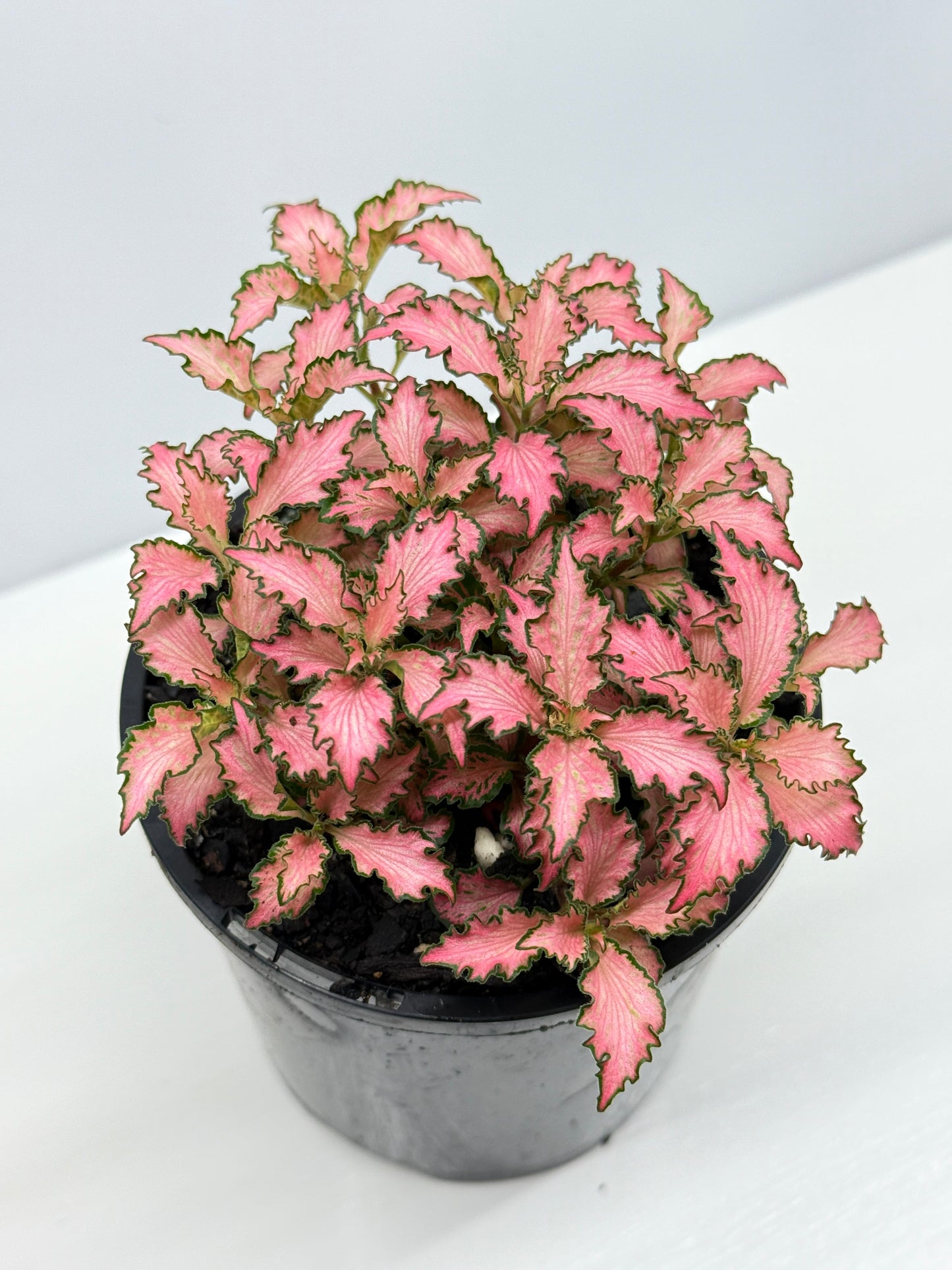 Fittonia albivenis Rosy Cloud - Best Pick of the Crop!