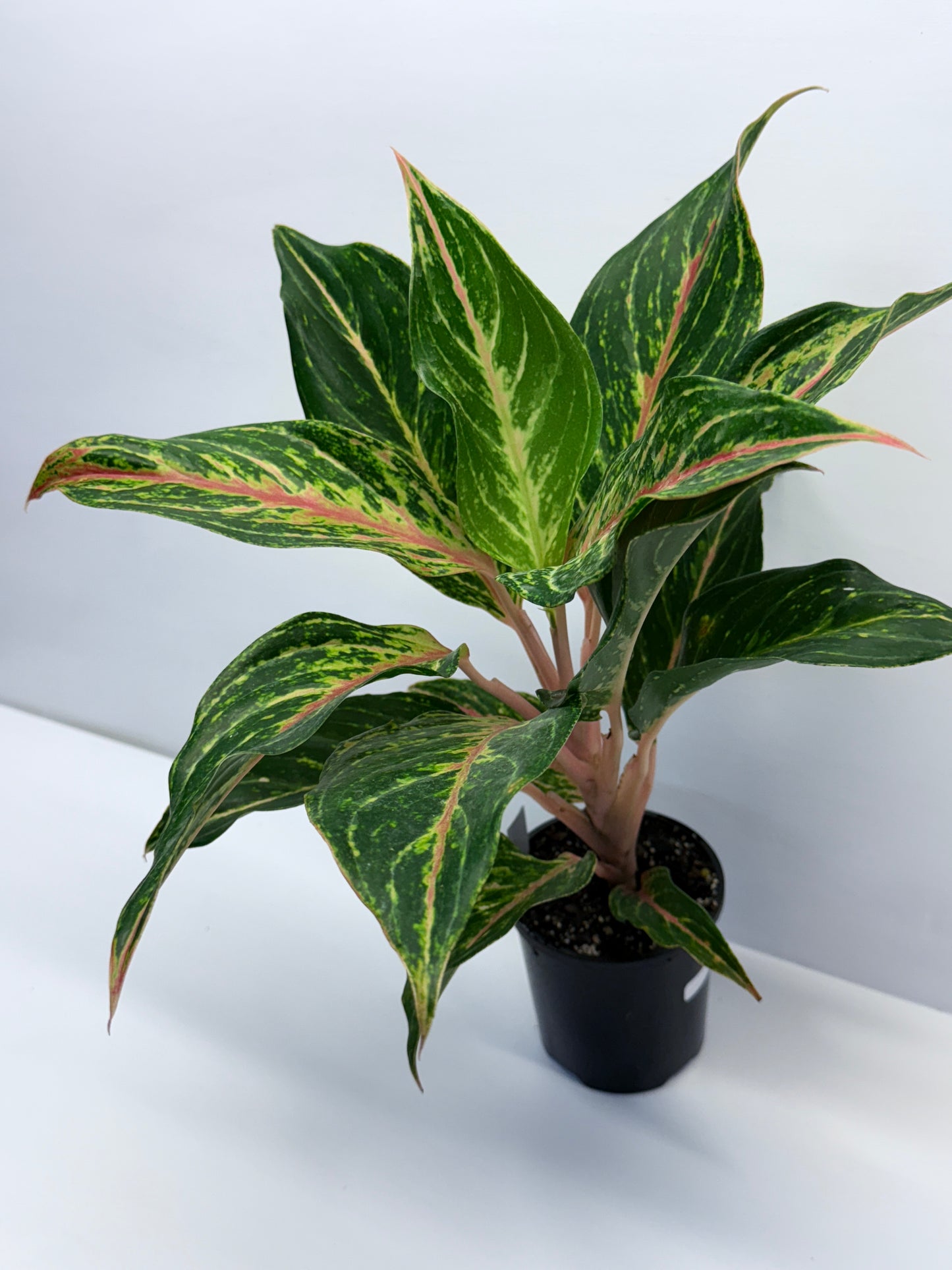 Aglaonema Pink Butterfly Q44