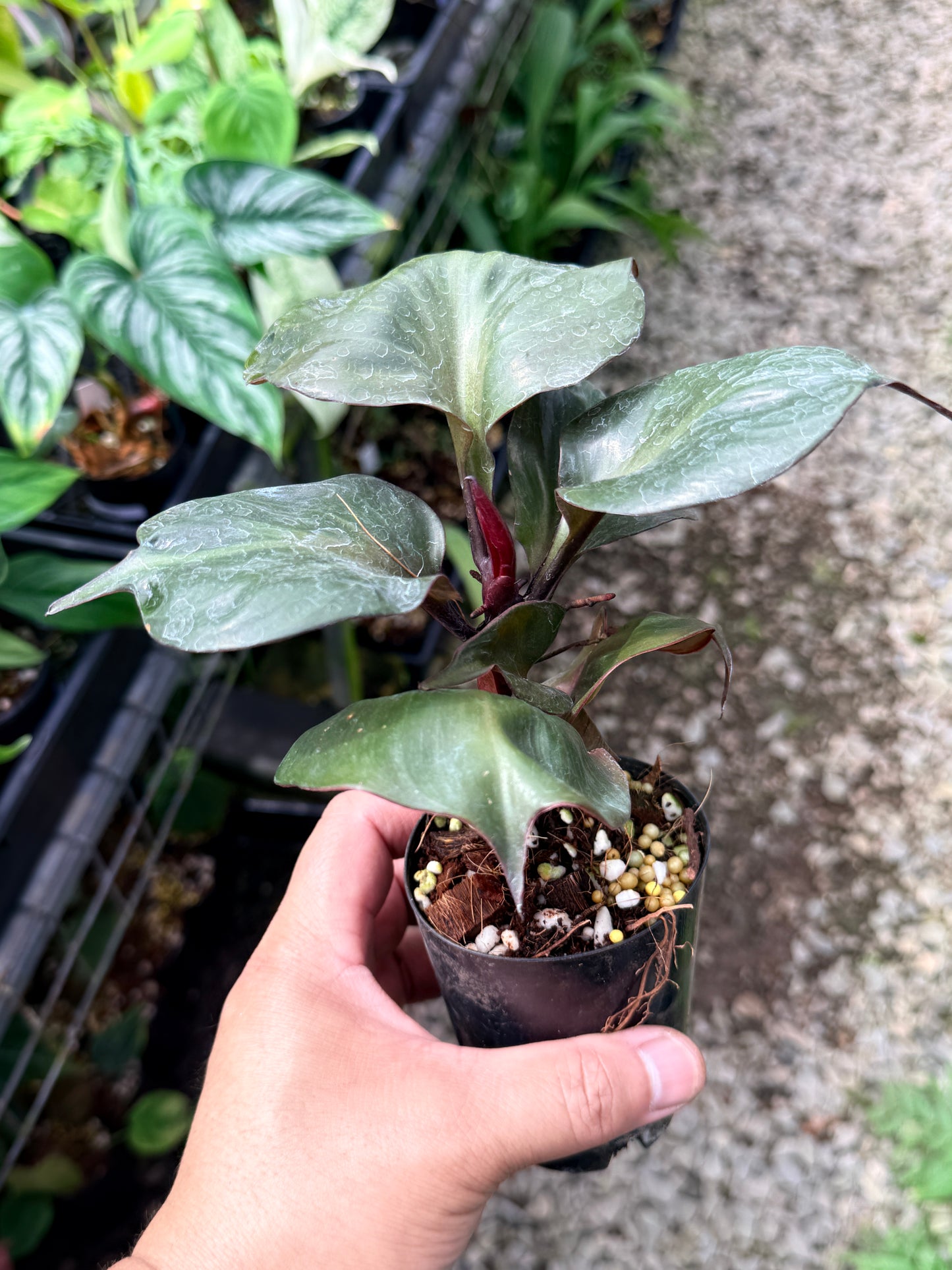 Philodendron 'Red Heart' R6