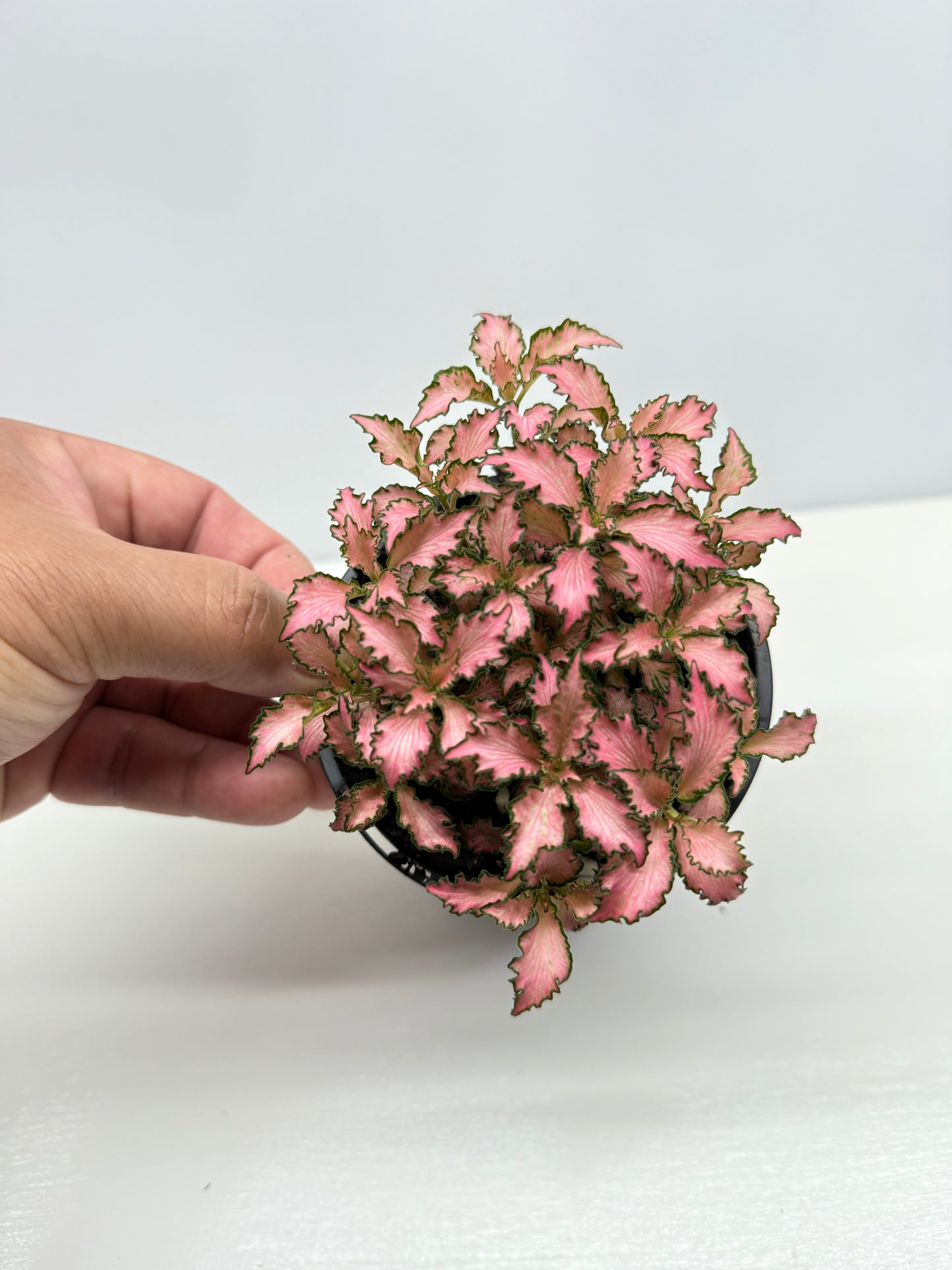 Fittonia albivenis Rosy Cloud - Best Pick of the Crop!