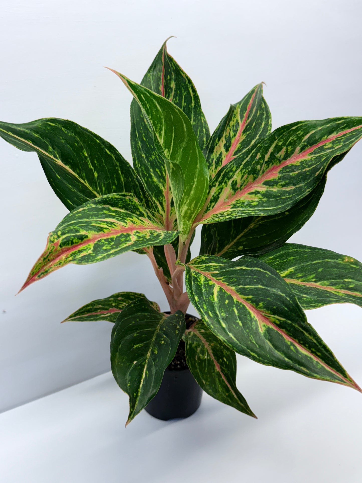 Aglaonema Pink Butterfly Q44