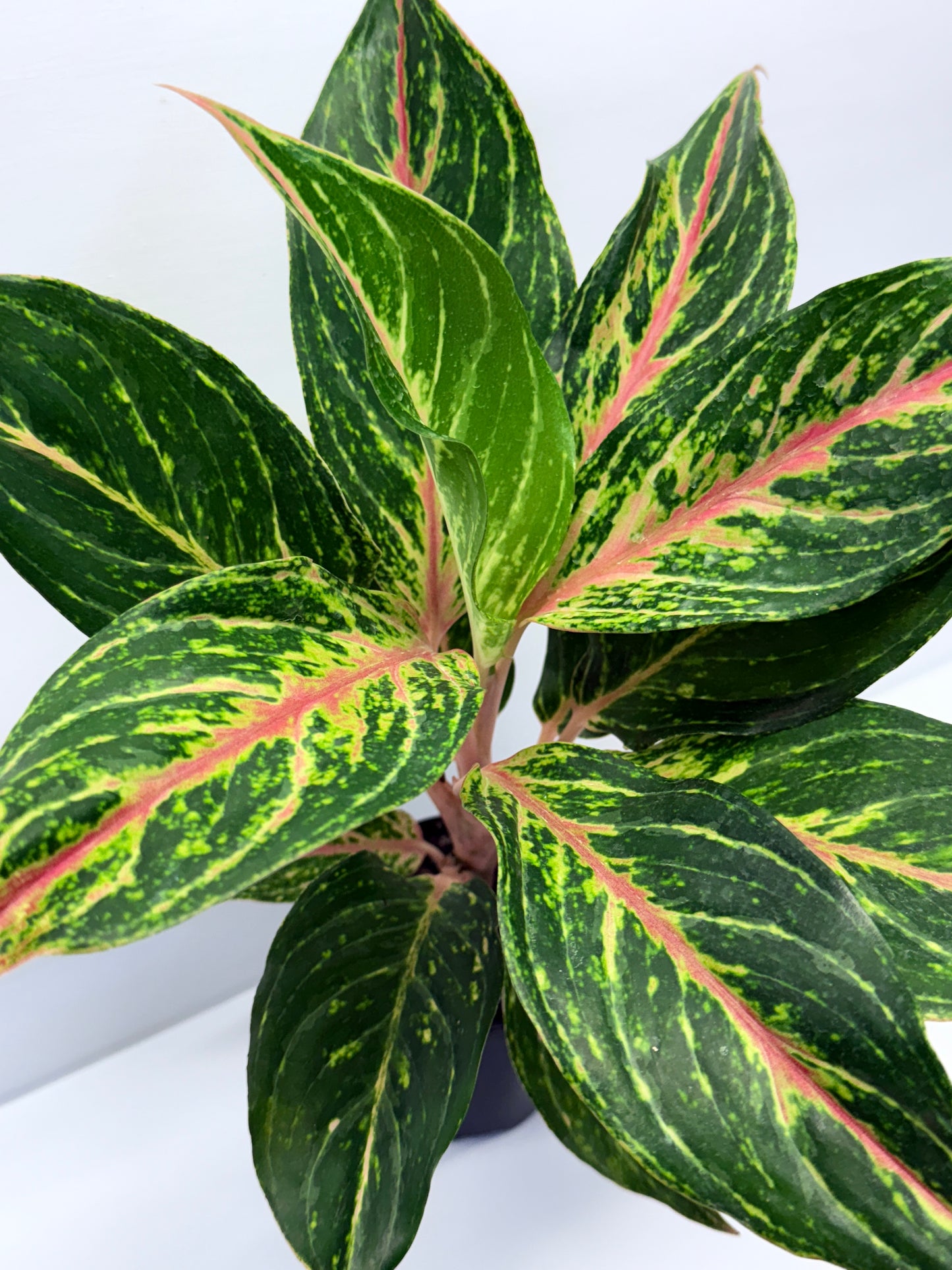 Aglaonema Pink Butterfly Q44