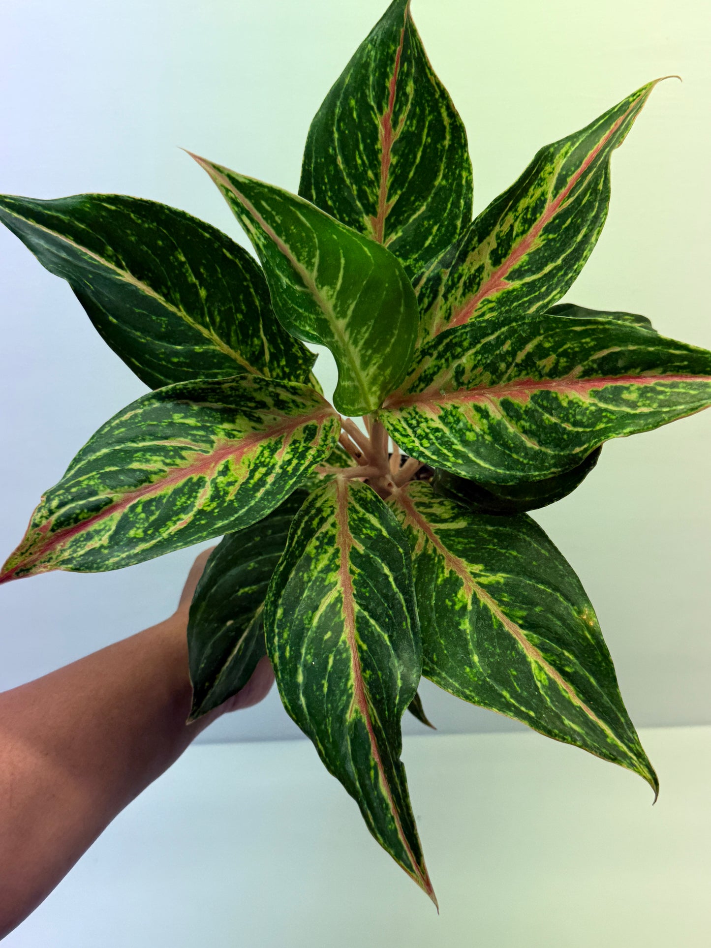 Aglaonema Pink Butterfly Q44