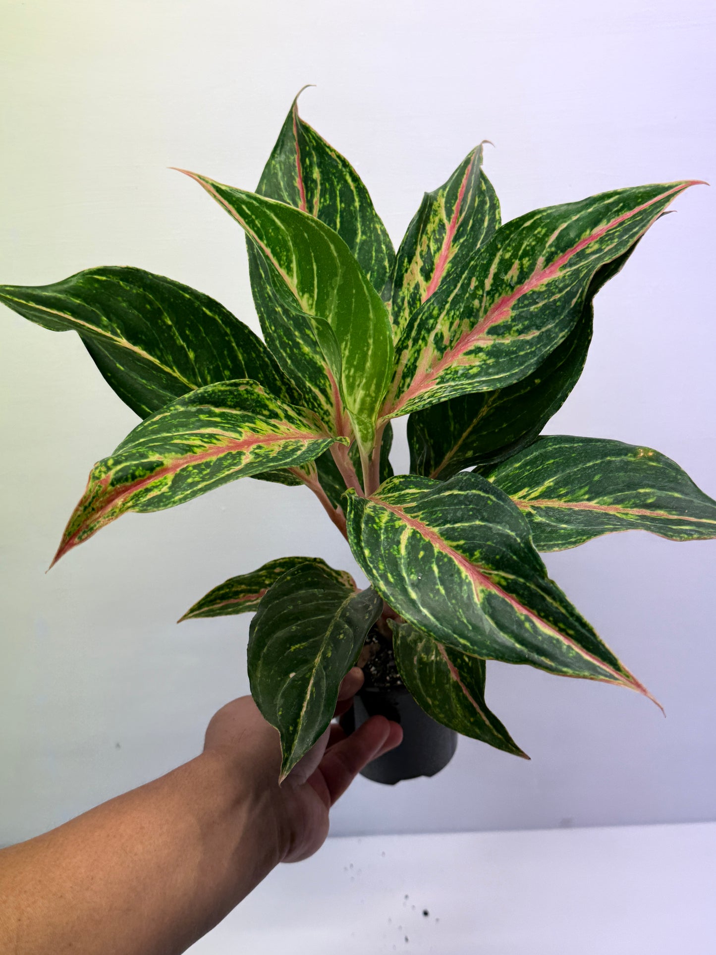 Aglaonema Pink Butterfly Q44