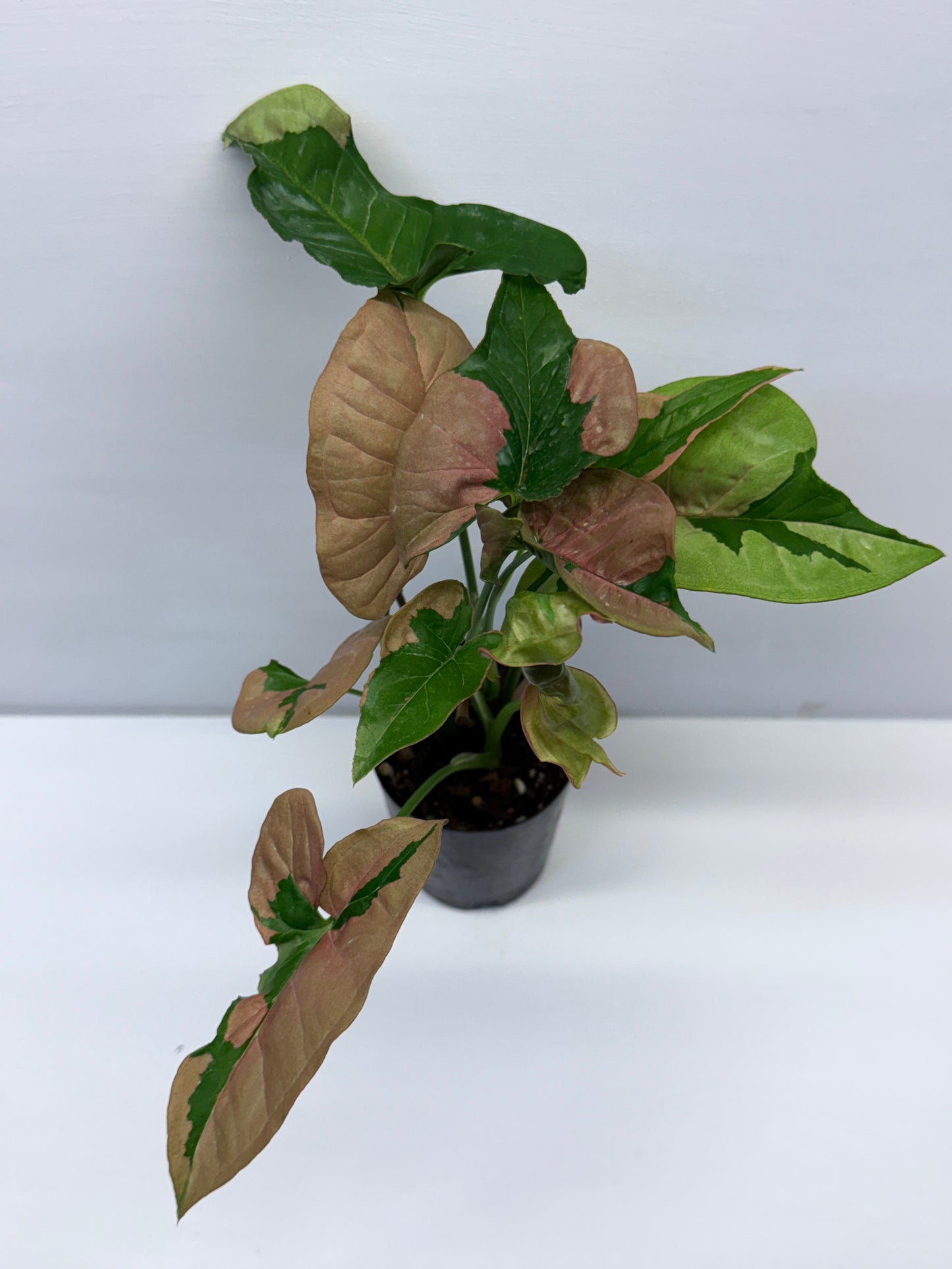 Syngonium Beauty Q45