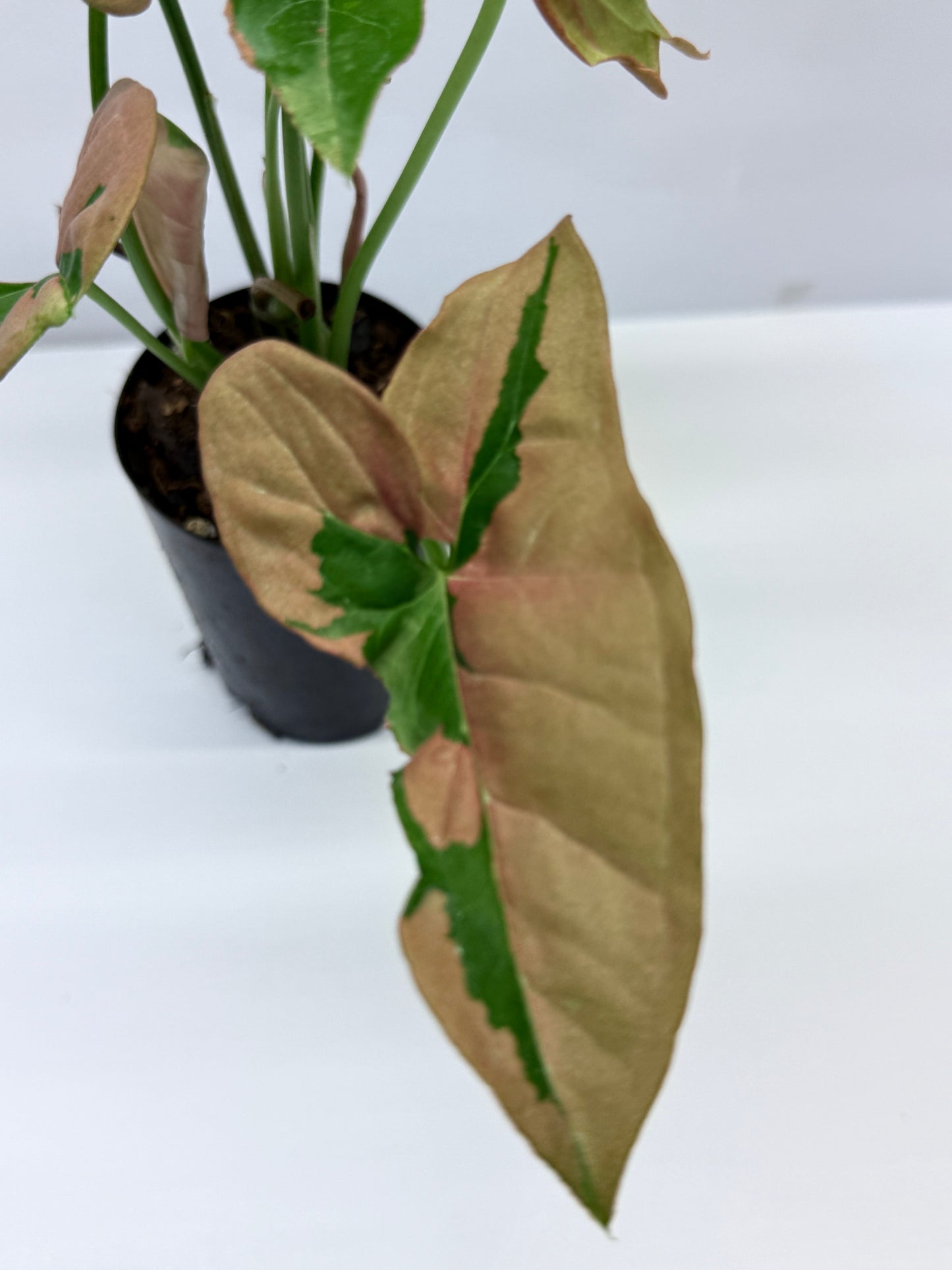 Syngonium Beauty Q45