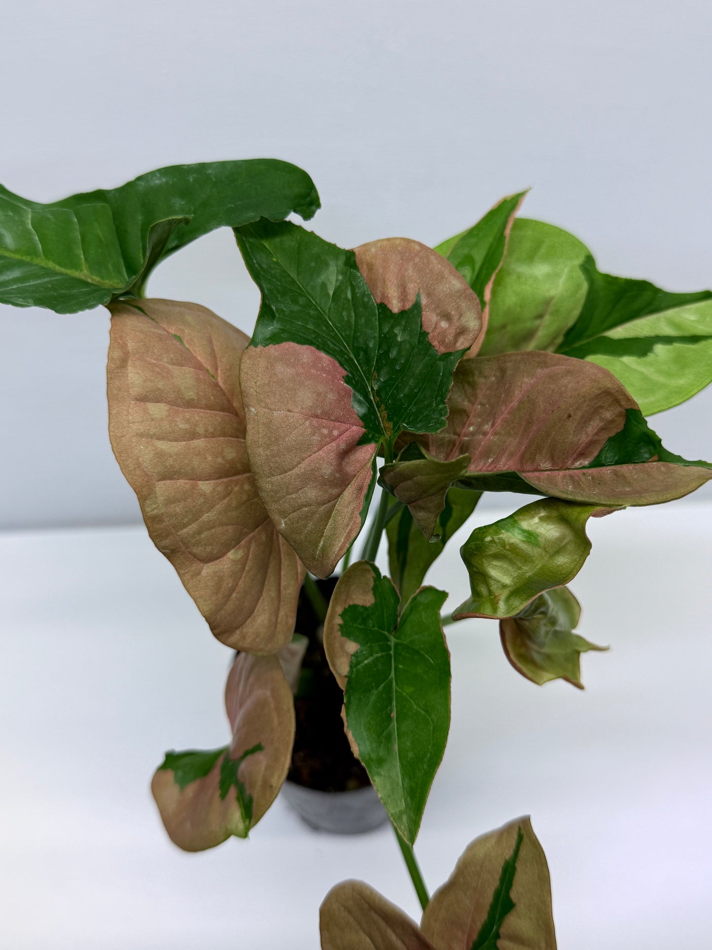 Syngonium Beauty Q45
