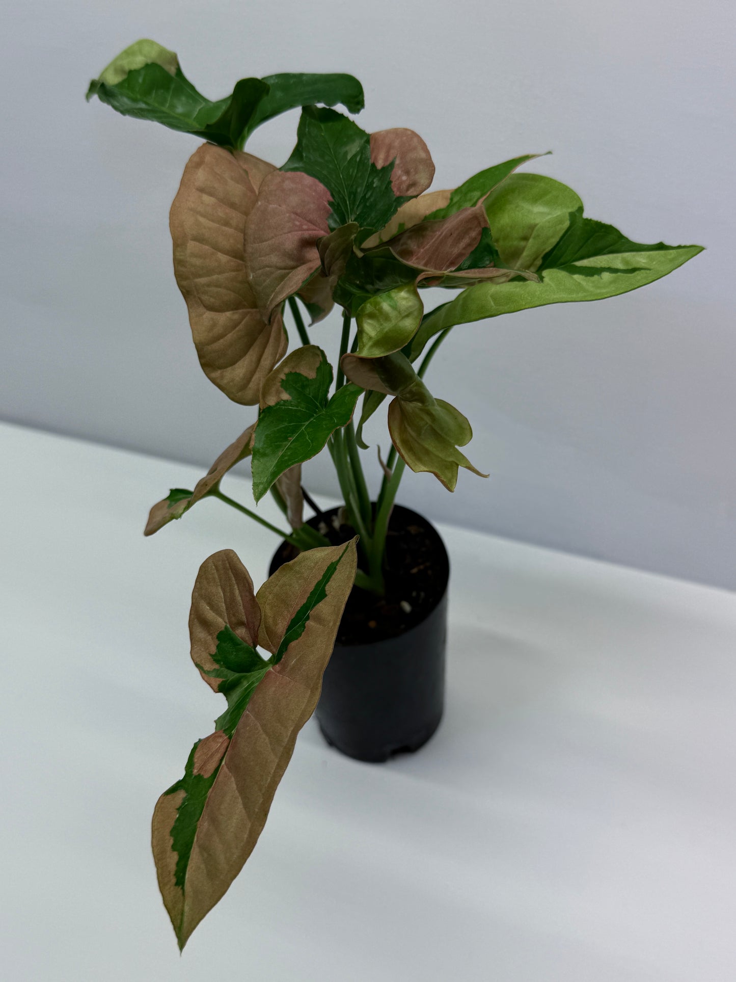 Syngonium Beauty Q45