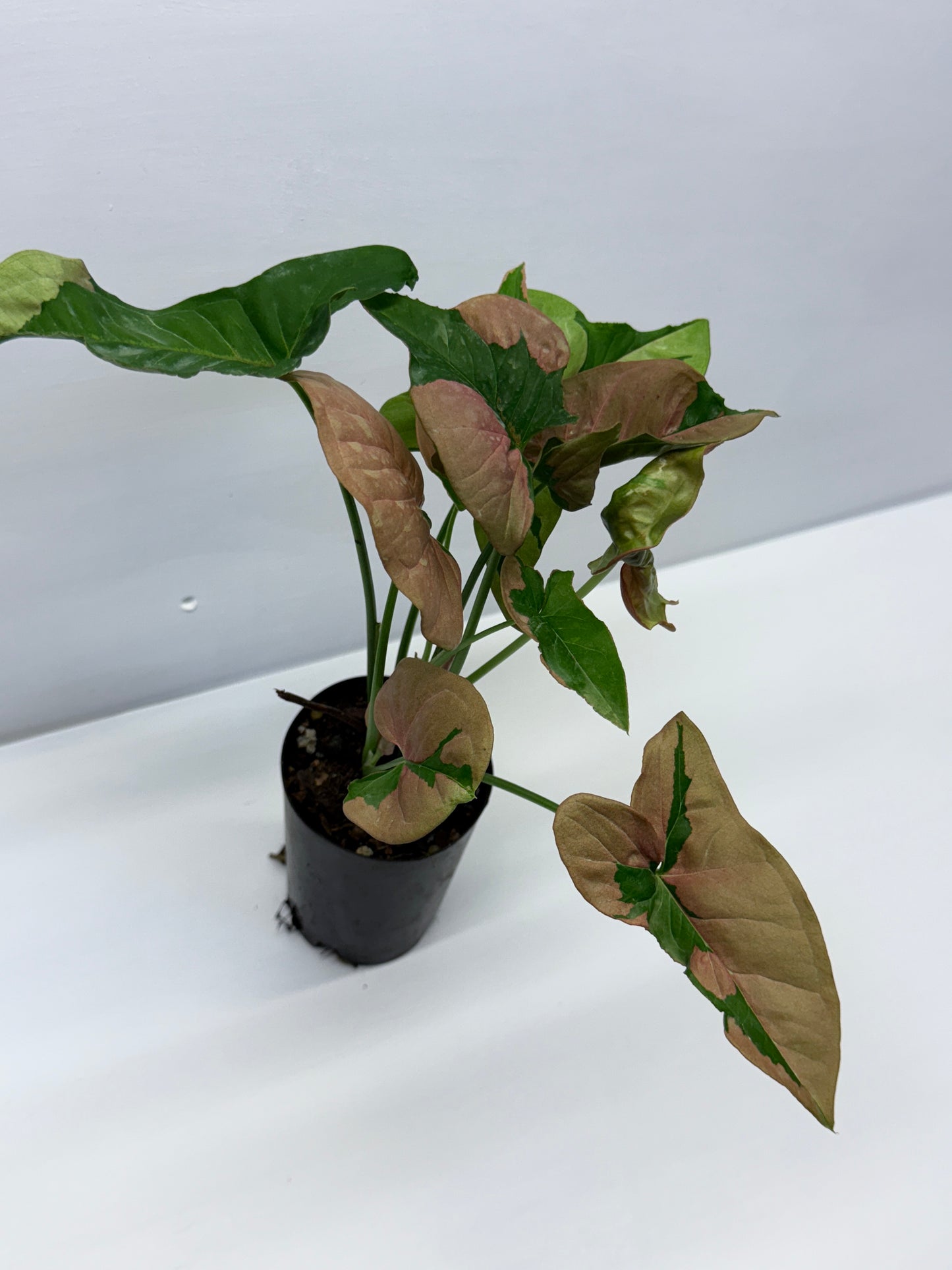 Syngonium Beauty Q45