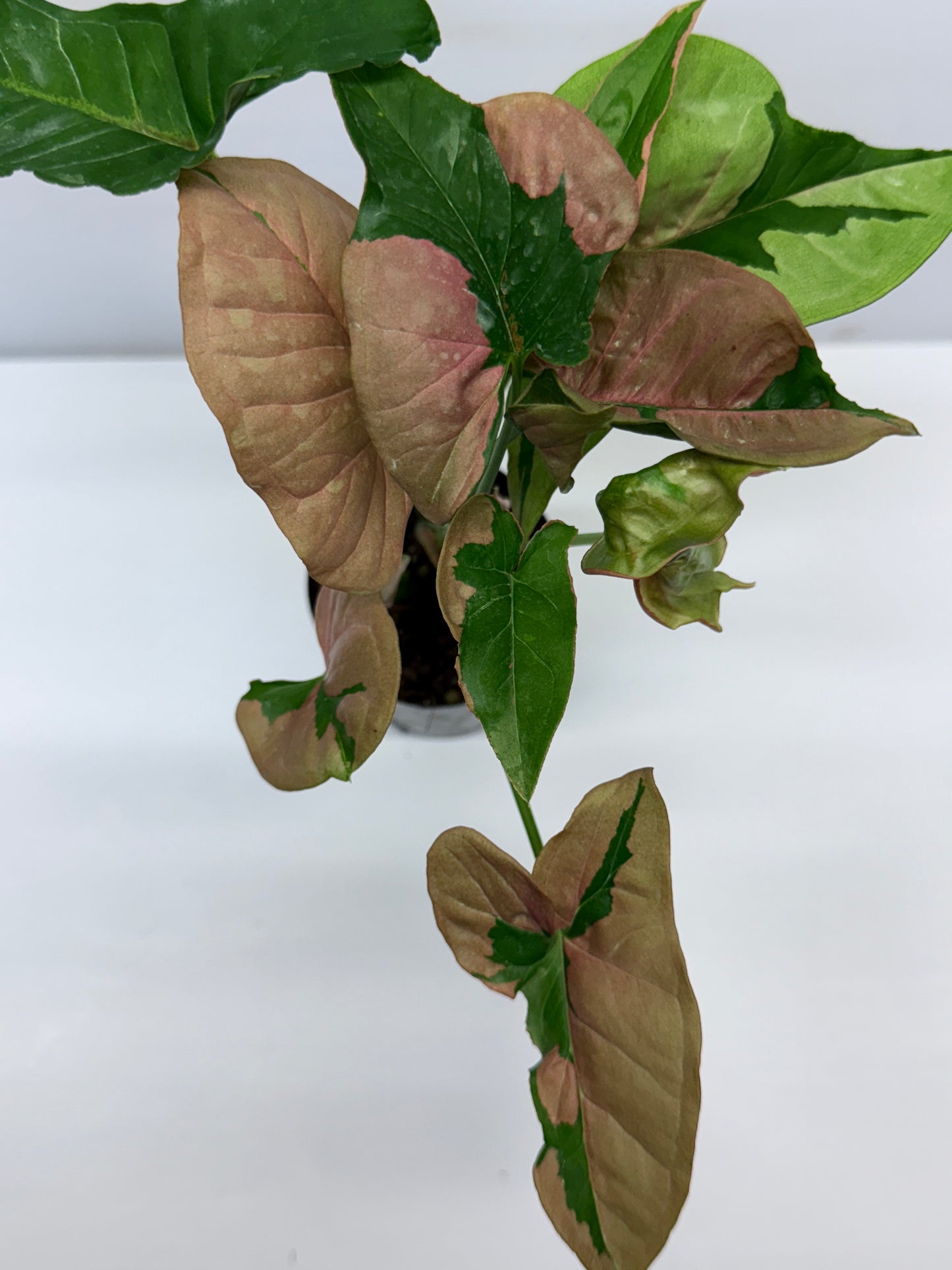 Syngonium Beauty Q45