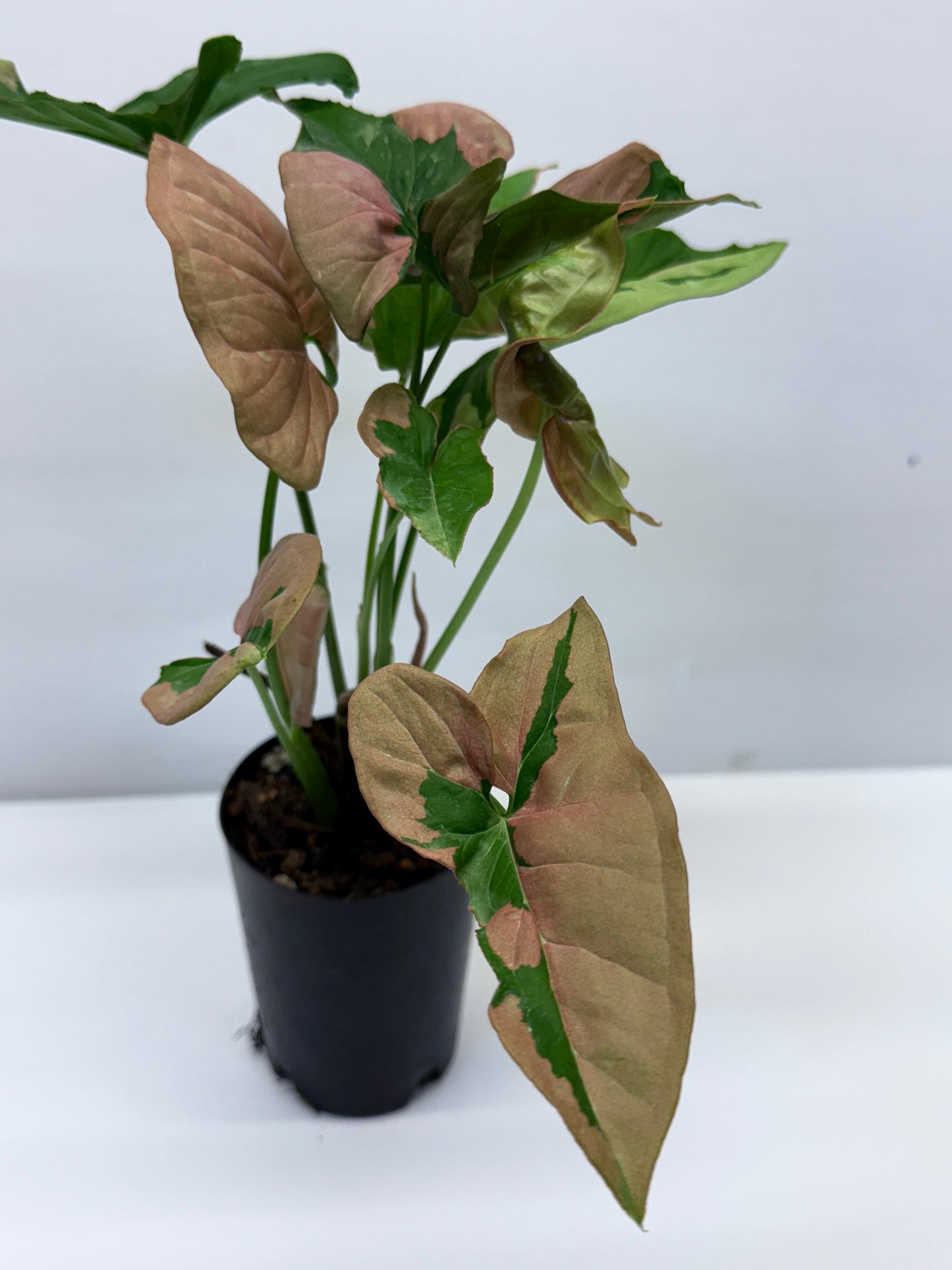 Syngonium Beauty Q45